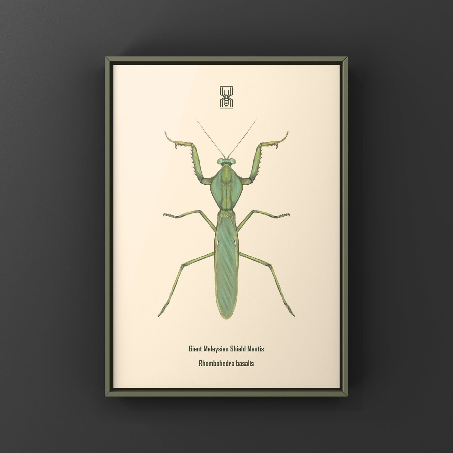 Giant Malaysian Shield Mantis, Rhombohedra Basalis, Photographic Art Print
