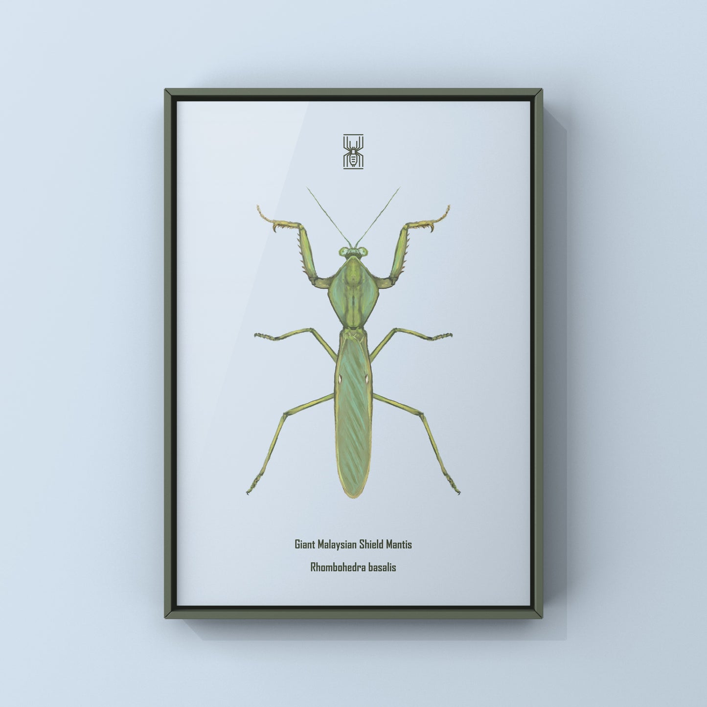 Giant Malaysian Shield Mantis, Rhombohedra Basalis, Photographic Art Print