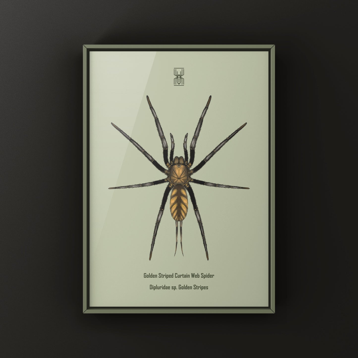 Golden Striped Curtain Web Spider, Dipluridae sp. Golden Stripes, Photographic Art Print