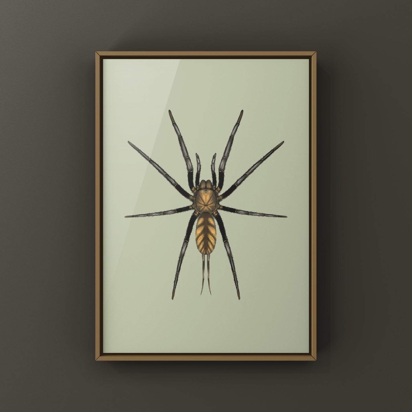 Golden Striped Curtain Web Spider, Dipluridae sp. Golden Stripes, Photographic Art Print