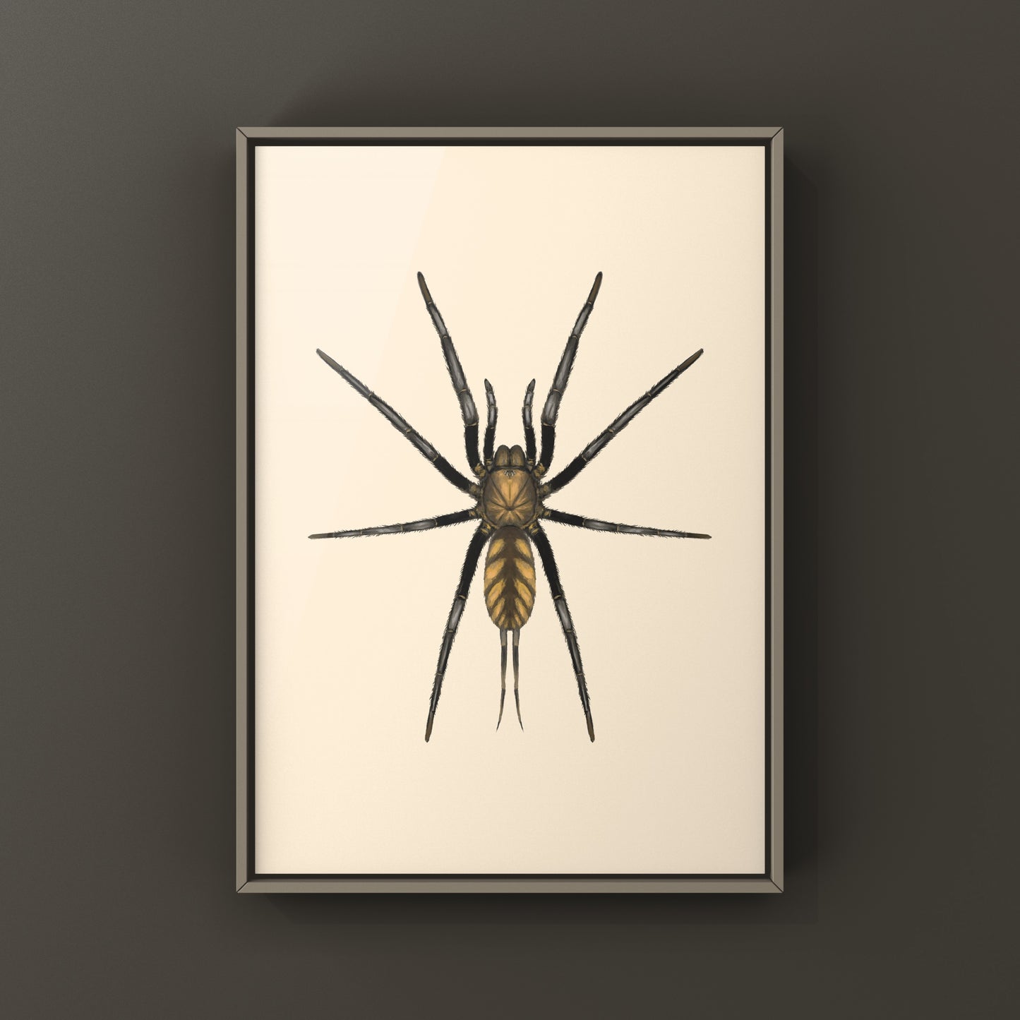 Golden Striped Curtain Web Spider, Dipluridae sp. Golden Stripes, Photographic Art Print