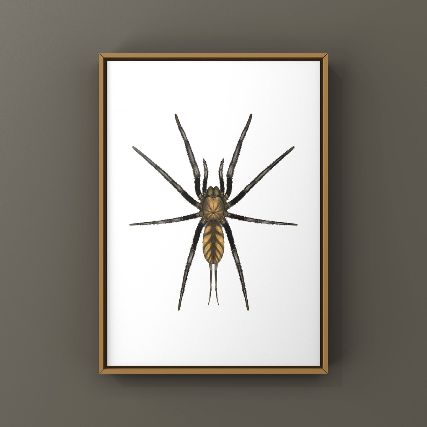 Golden Striped Curtain Web Spider, Dipluridae sp. Golden Stripes, Photographic Art Print
