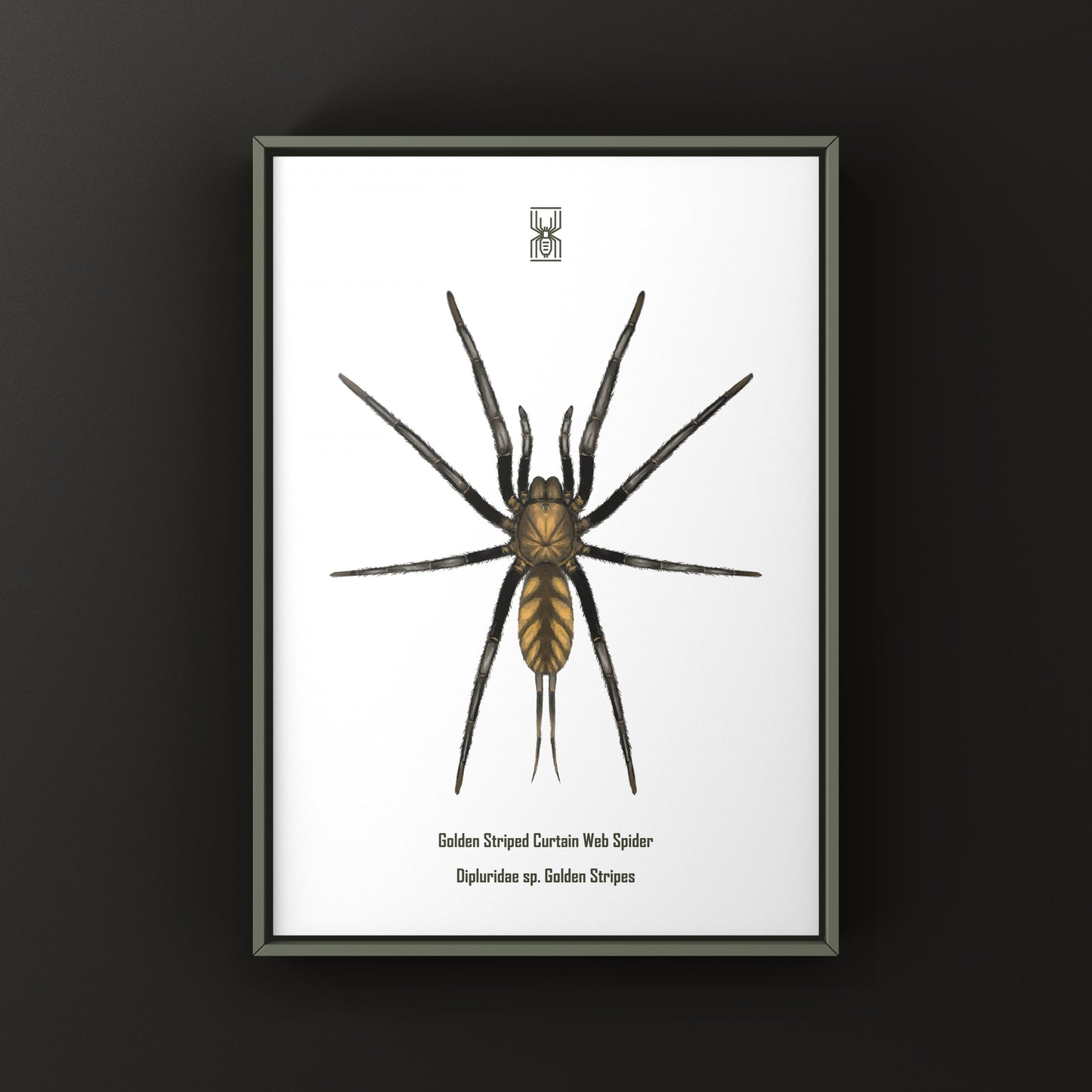 Golden Striped Curtain Web Spider, Dipluridae sp. Golden Stripes, Photographic Art Print