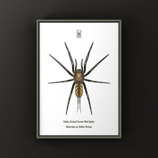 Golden Striped Curtain Web Spider, Dipluridae sp. Golden Stripes, Photographic Art Print