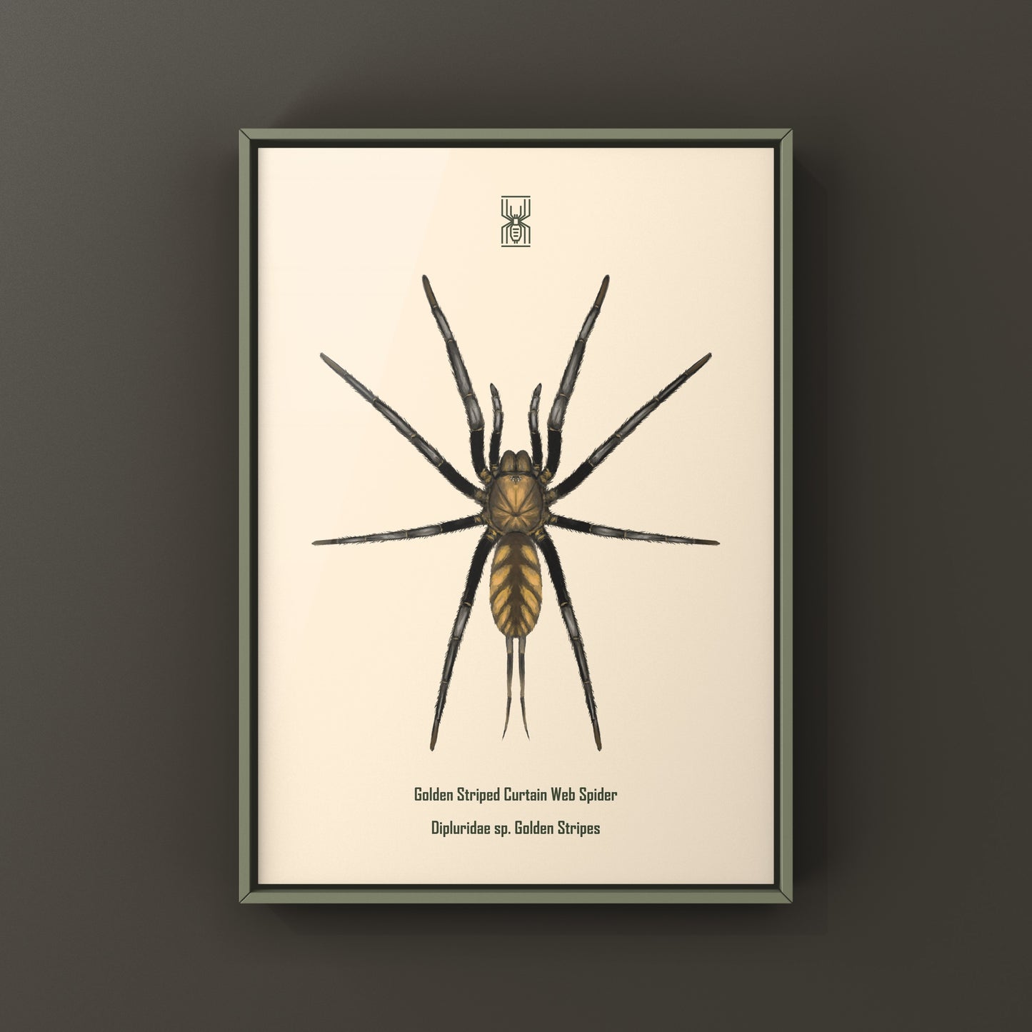 Golden Striped Curtain Web Spider, Dipluridae sp. Golden Stripes, Photographic Art Print