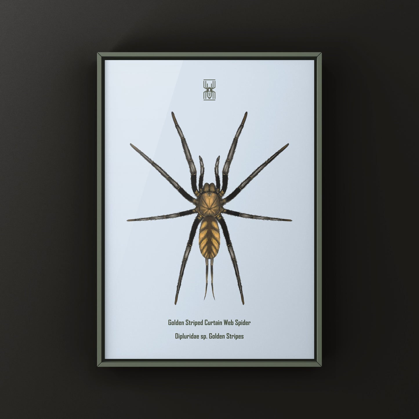 Golden Striped Curtain Web Spider, Dipluridae sp. Golden Stripes, Photographic Art Print