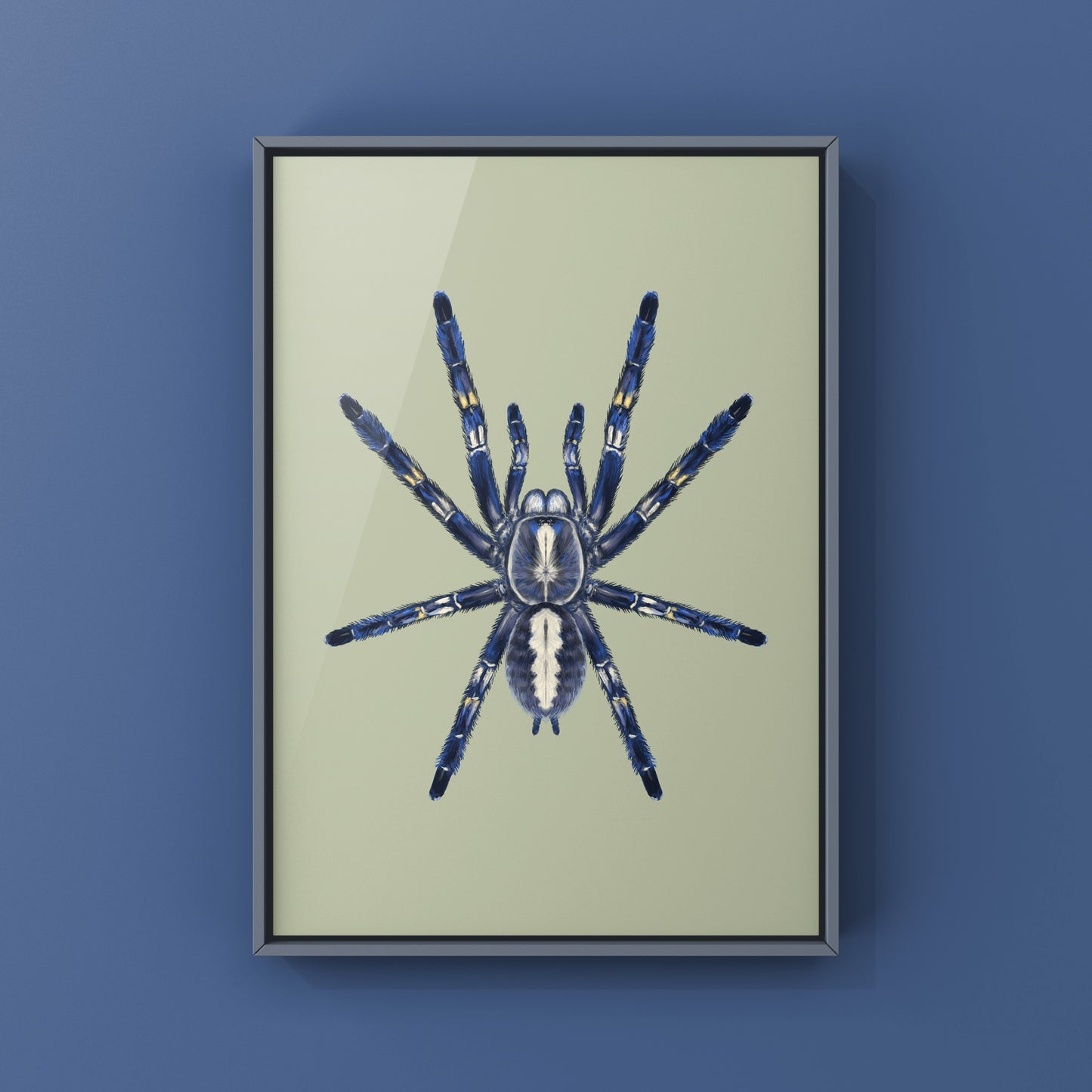 Gooty Sapphire Tarantula, Poecilotheria Metallica, Photographic Art Print