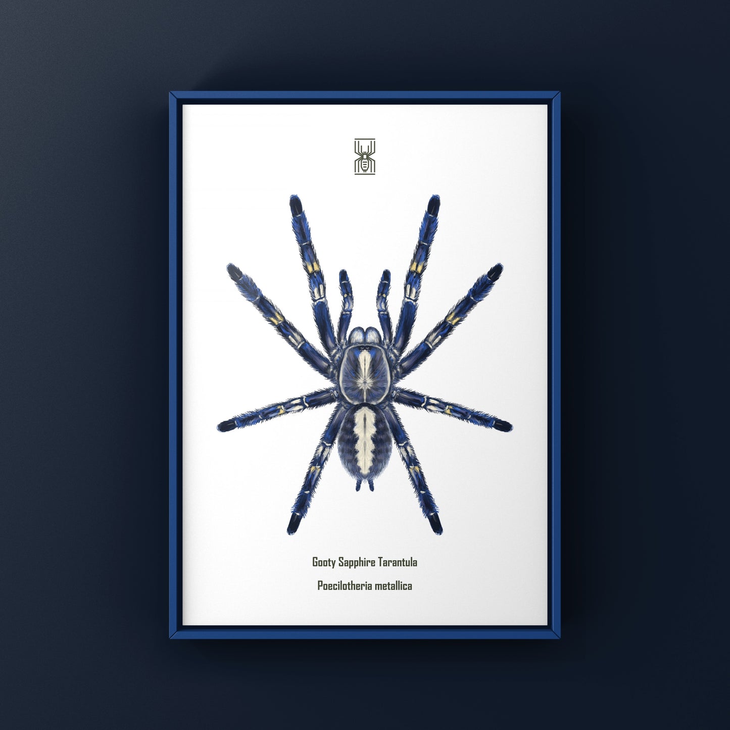 Gooty Sapphire Tarantula, Poecilotheria Metallica, Photographic Art Print