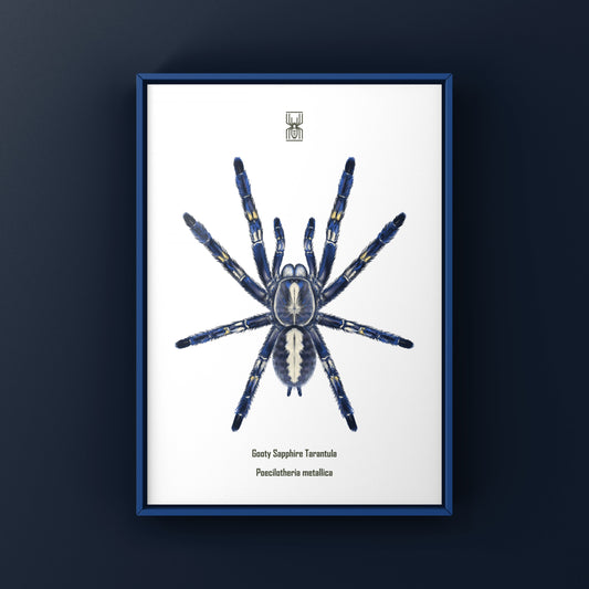 Gooty Sapphire Tarantula, Poecilotheria Metallica, Photographic Art Print