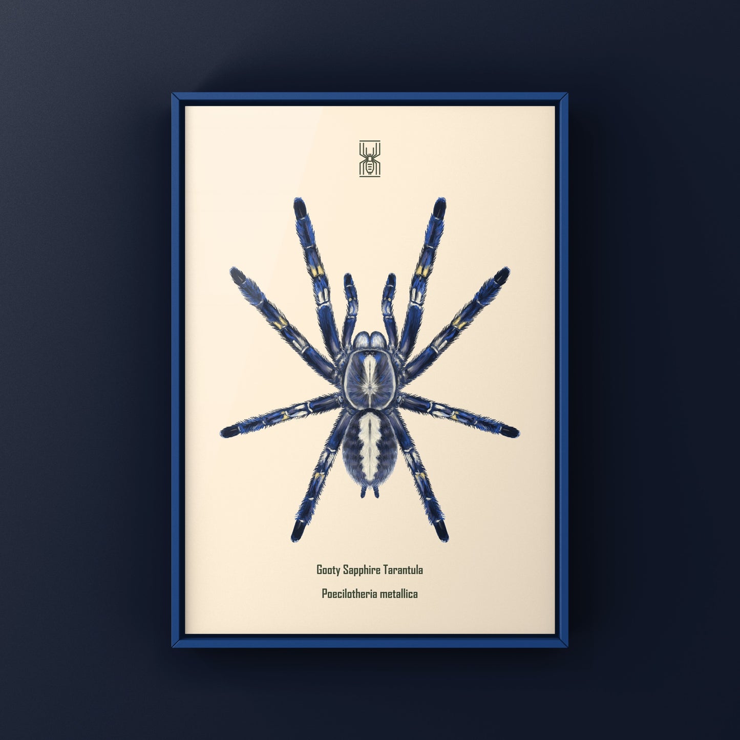 Gooty Sapphire Tarantula, Poecilotheria Metallica, Photographic Art Print
