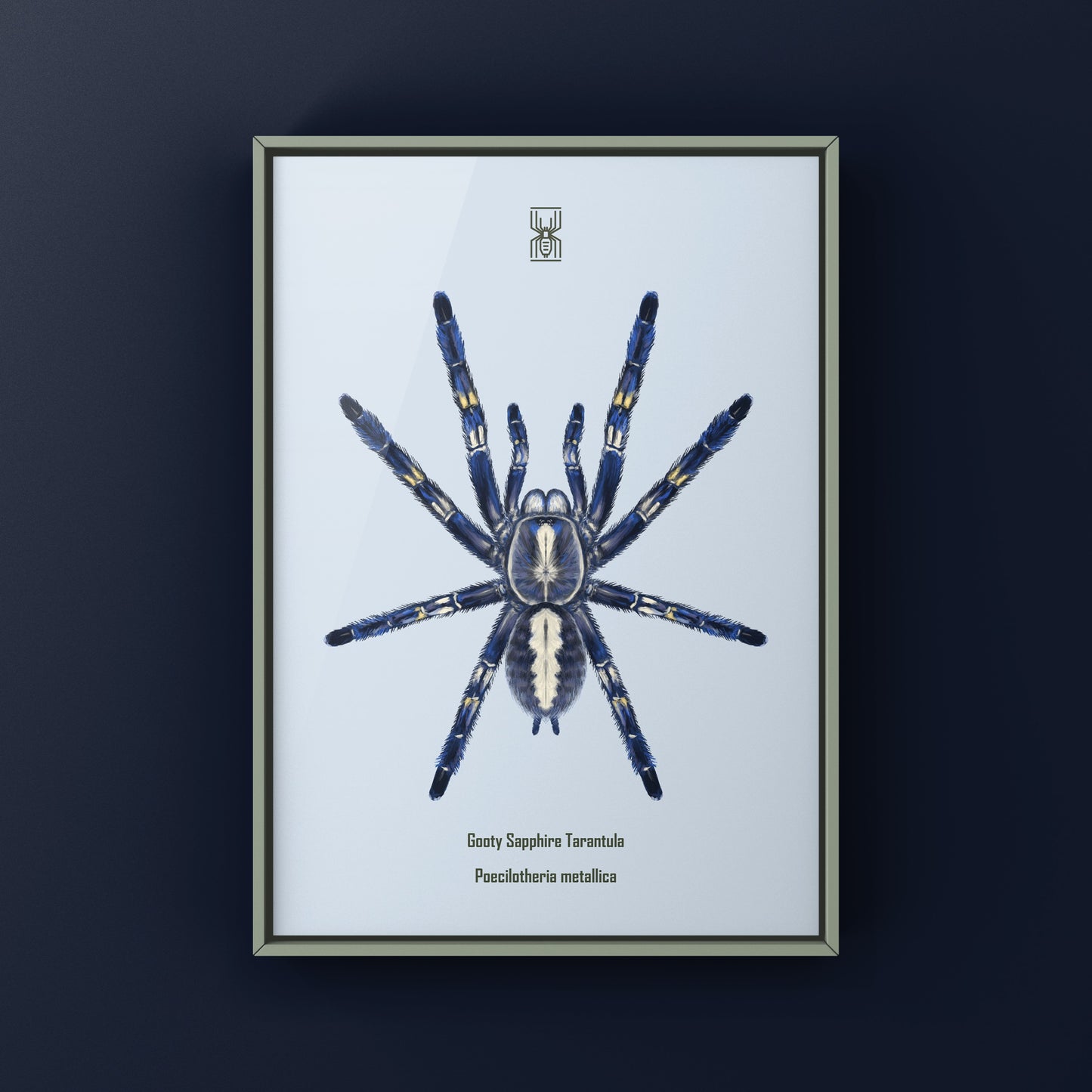 Gooty Sapphire Tarantula, Poecilotheria Metallica, Photographic Art Print