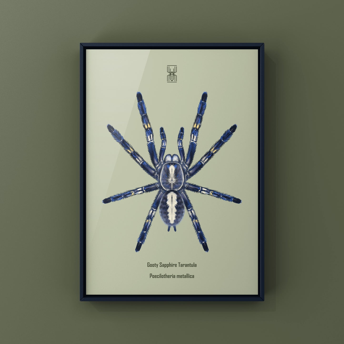 Gooty Sapphire Tarantula, Poecilotheria Metallica, Photographic Art Print