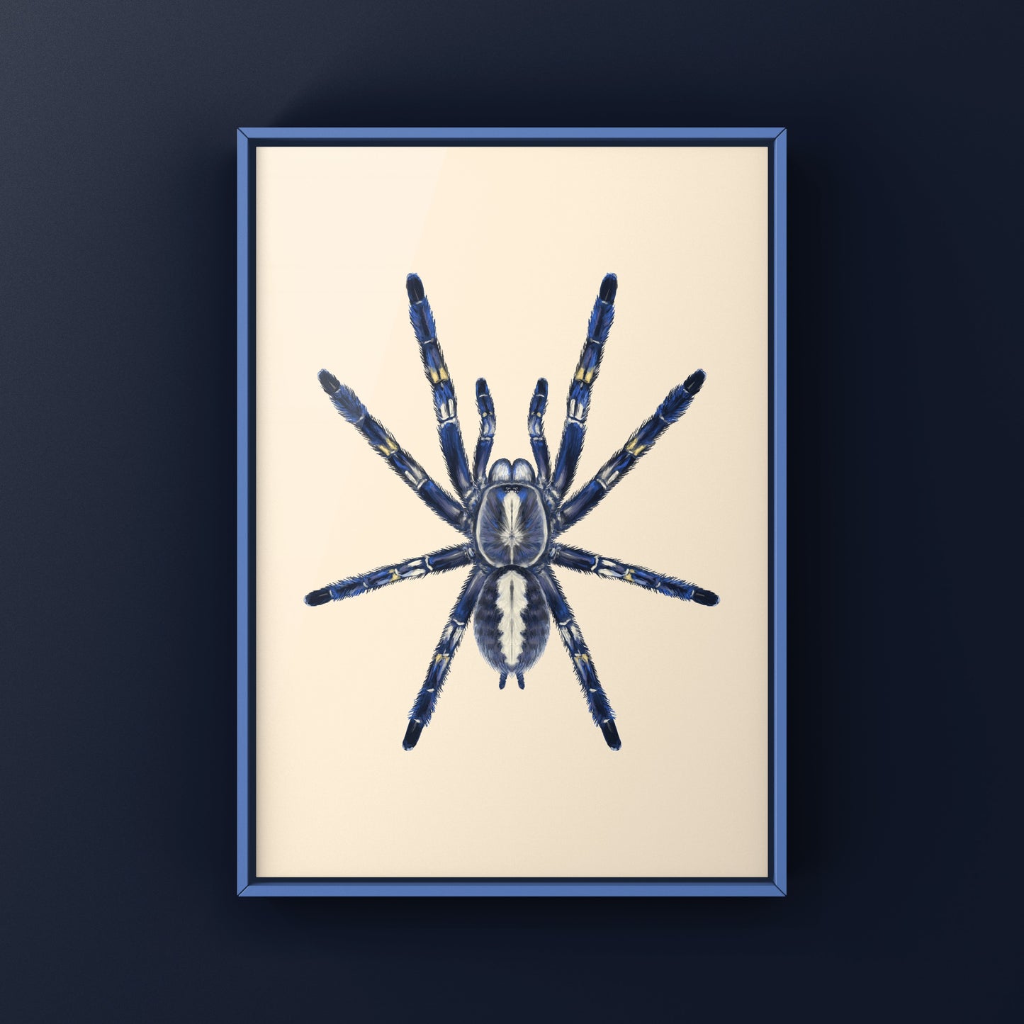 Gooty Sapphire Tarantula, Poecilotheria Metallica, Photographic Art Print