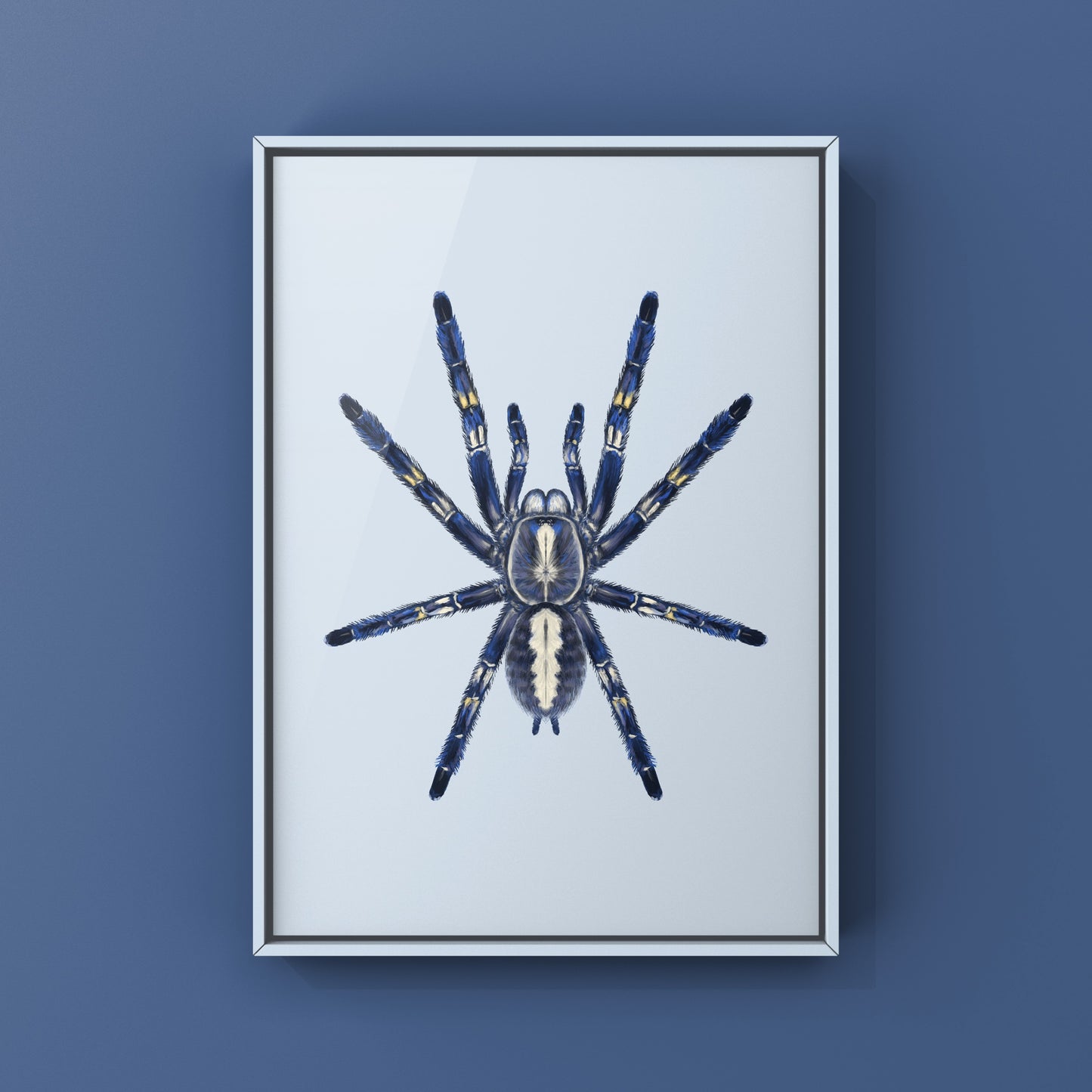 Gooty Sapphire Tarantula, Poecilotheria Metallica, Photographic Art Print