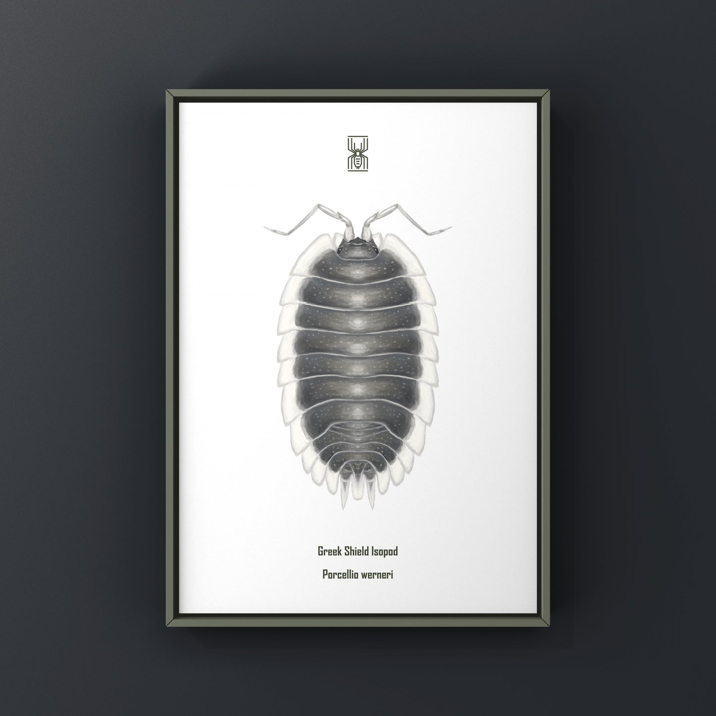 Greek Shield Isopod, Porcellio Werneri, Photographic Art Print