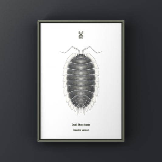 Greek Shield Isopod, Porcellio Werneri, Photographic Art Print