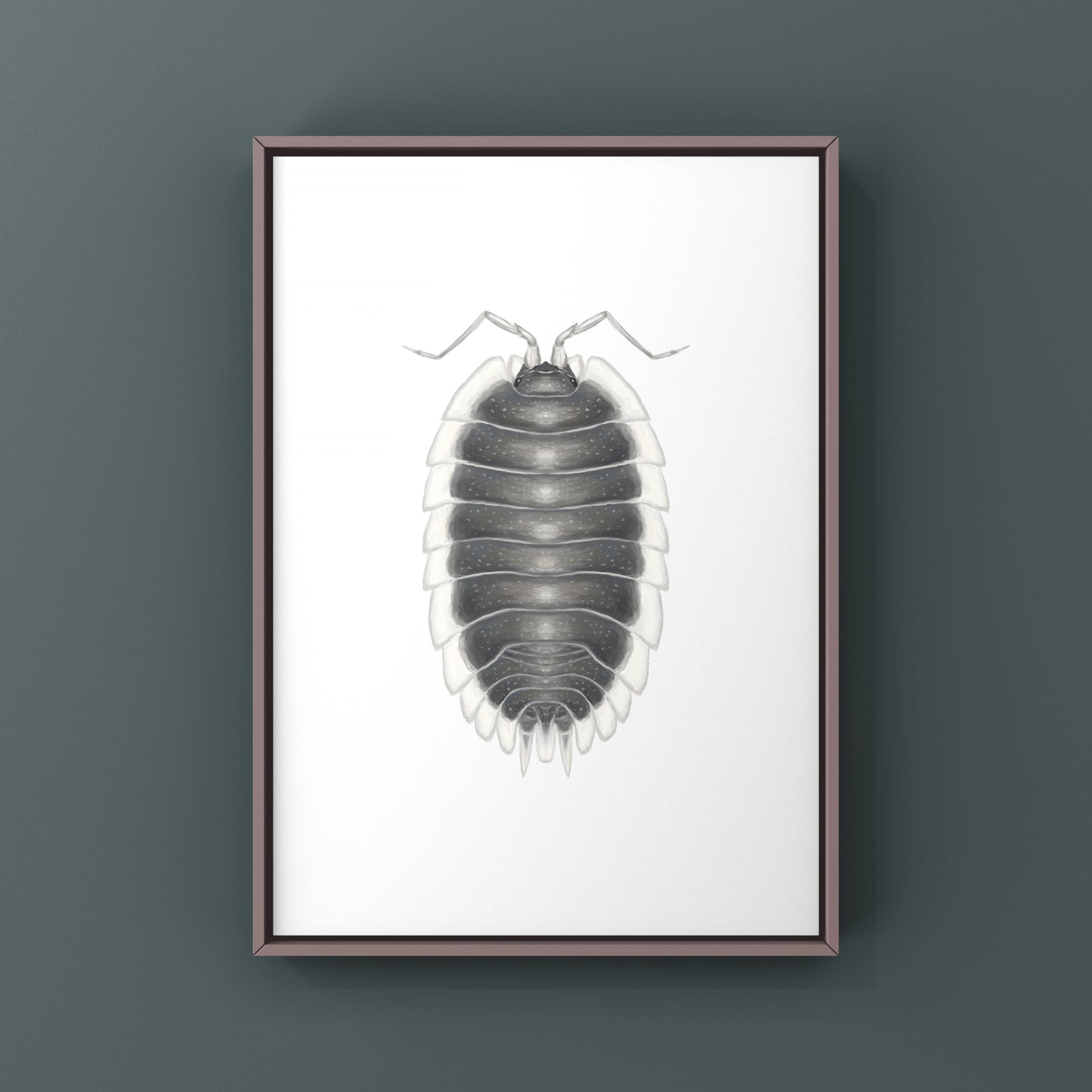 Greek Shield Isopod, Porcellio Werneri, Photographic Art Print