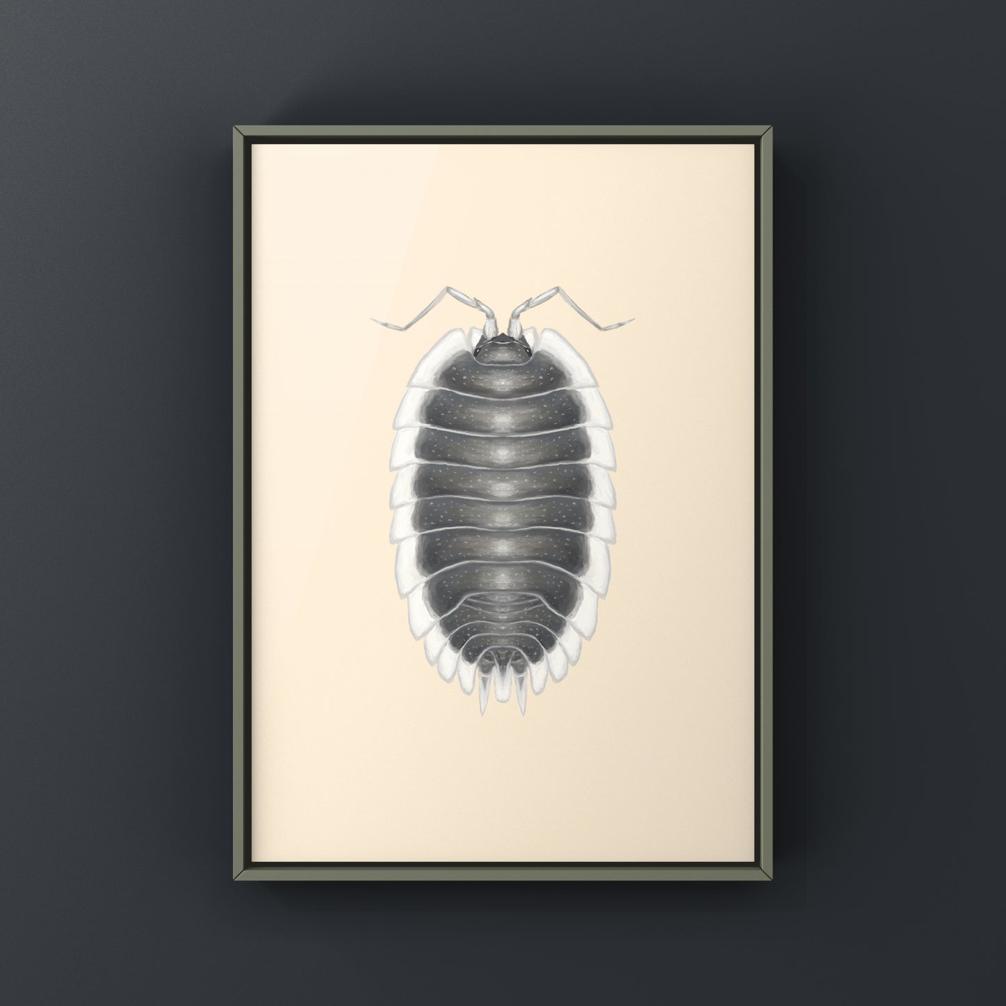 Greek Shield Isopod, Porcellio Werneri, Photographic Art Print