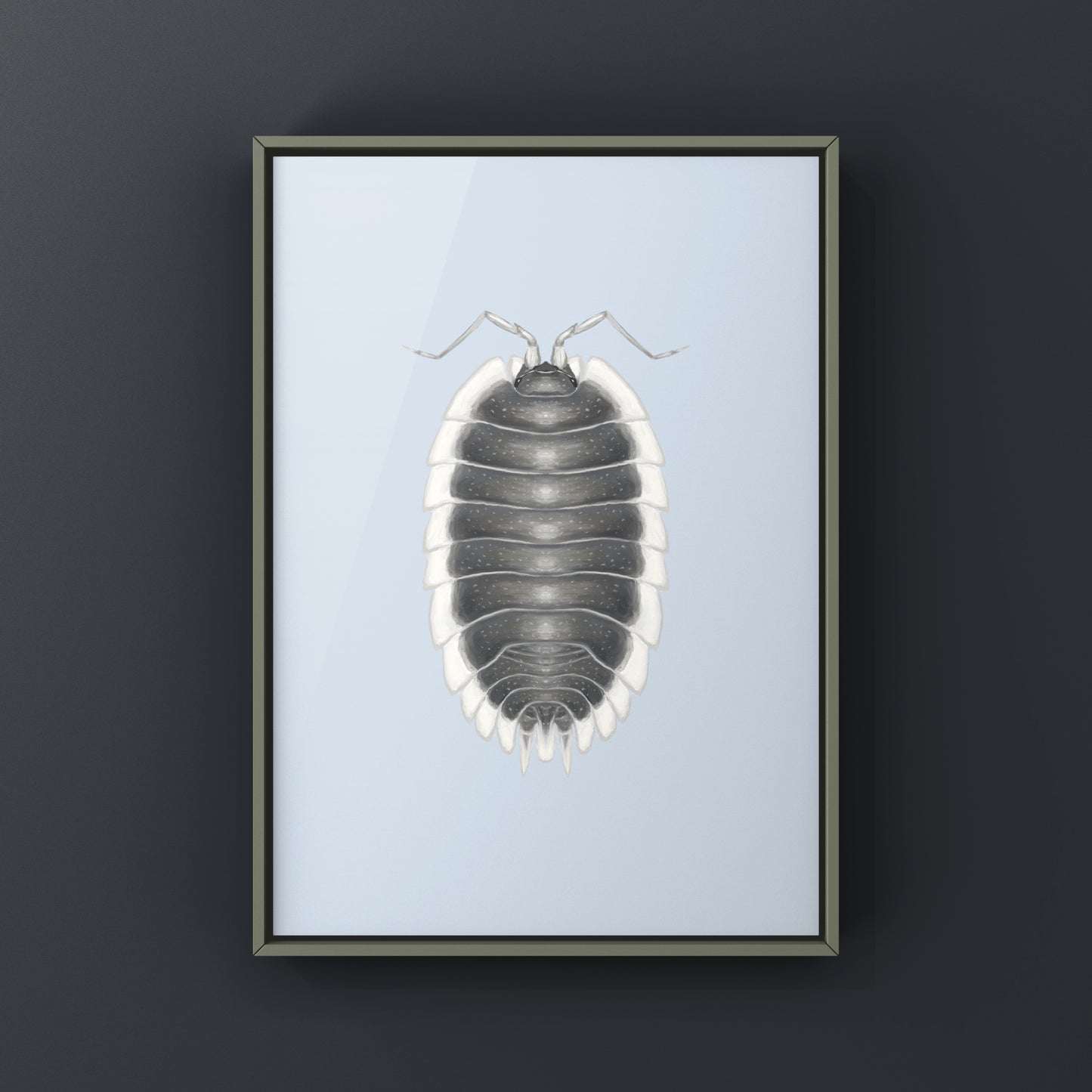 Greek Shield Isopod, Porcellio Werneri, Photographic Art Print