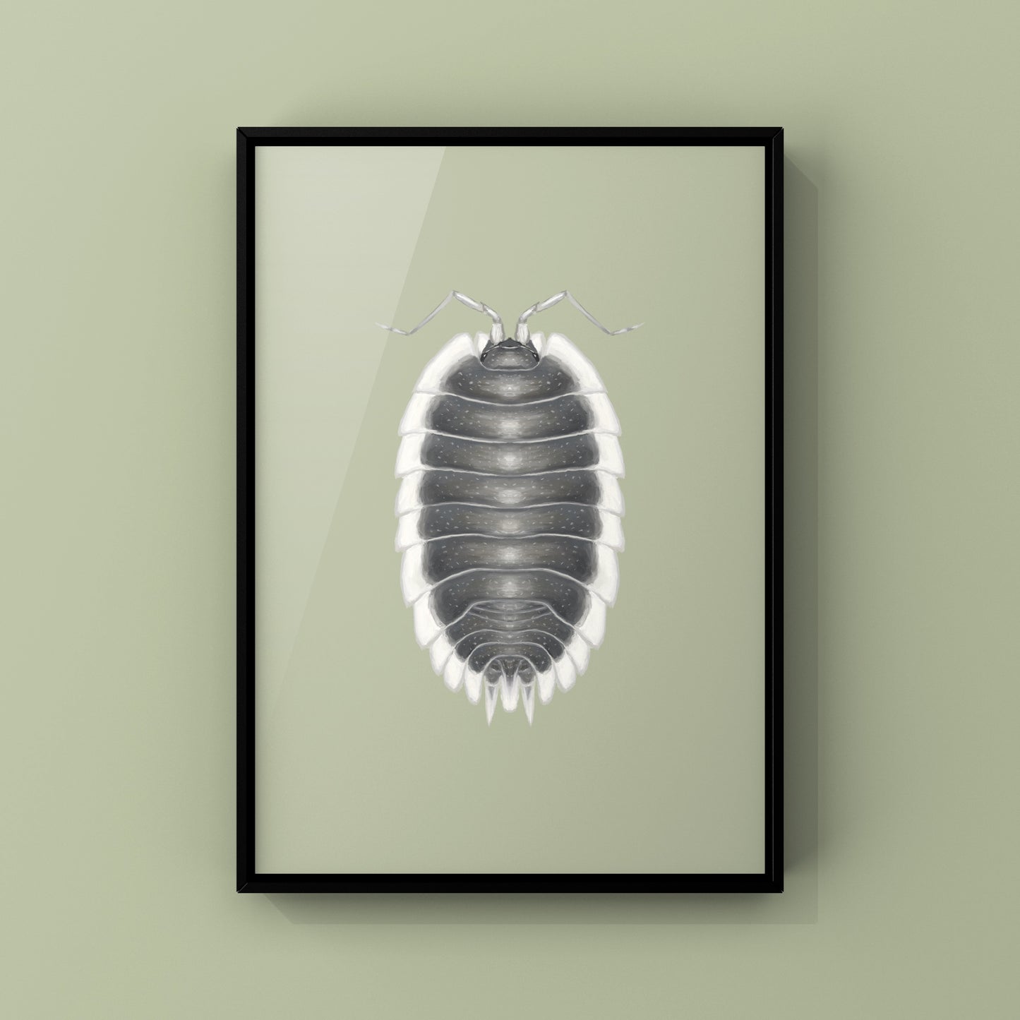 Greek Shield Isopod, Porcellio Werneri, Photographic Art Print