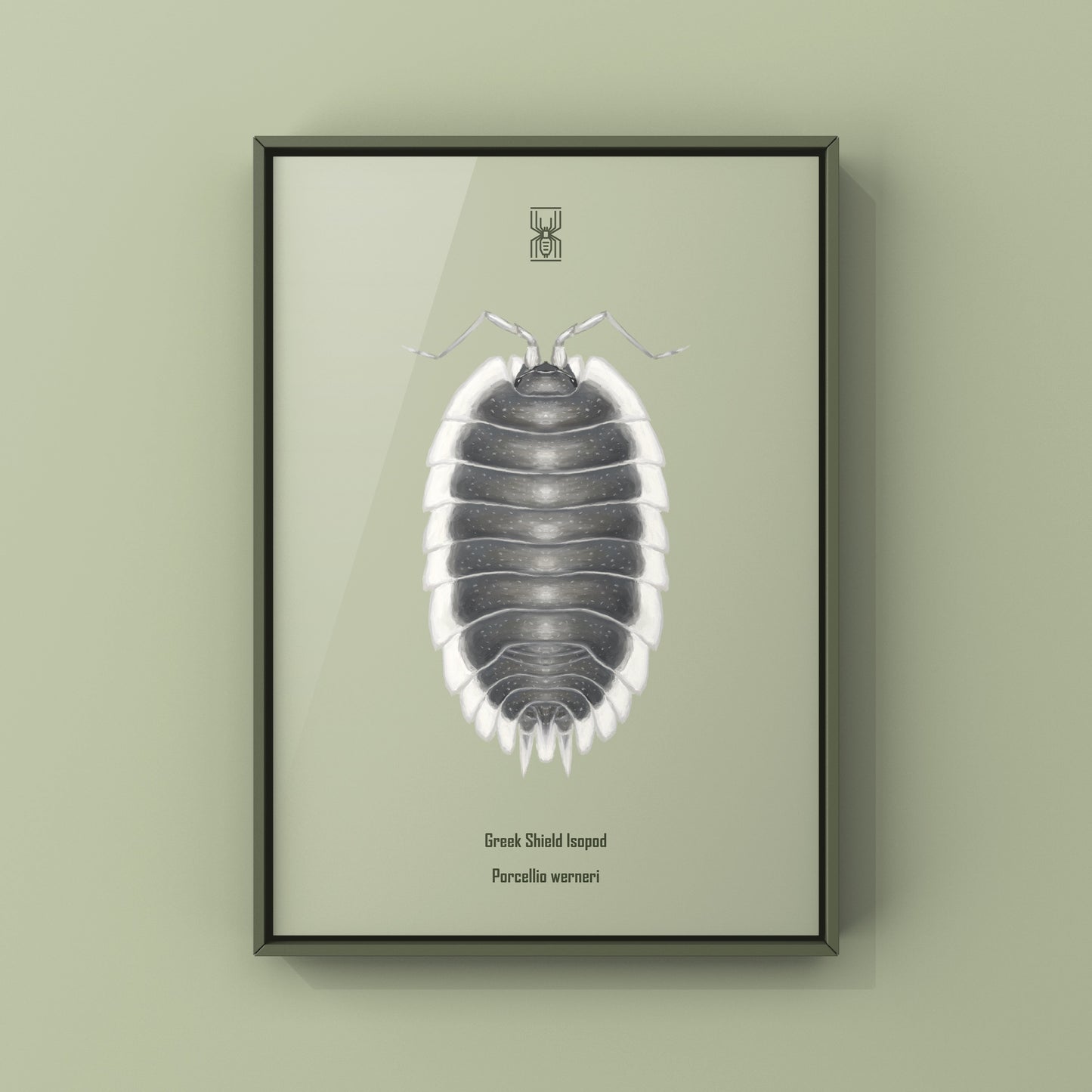 Greek Shield Isopod, Porcellio Werneri, Photographic Art Print
