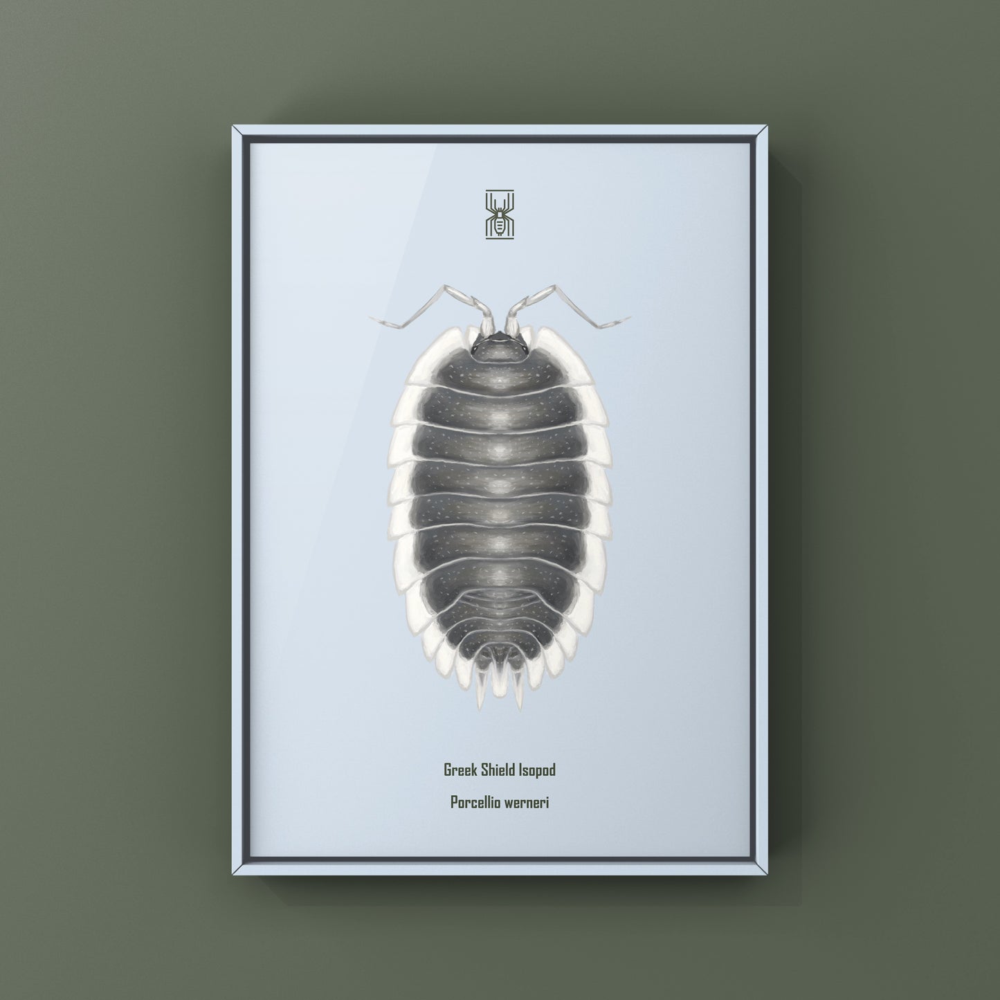 Greek Shield Isopod, Porcellio Werneri, Photographic Art Print