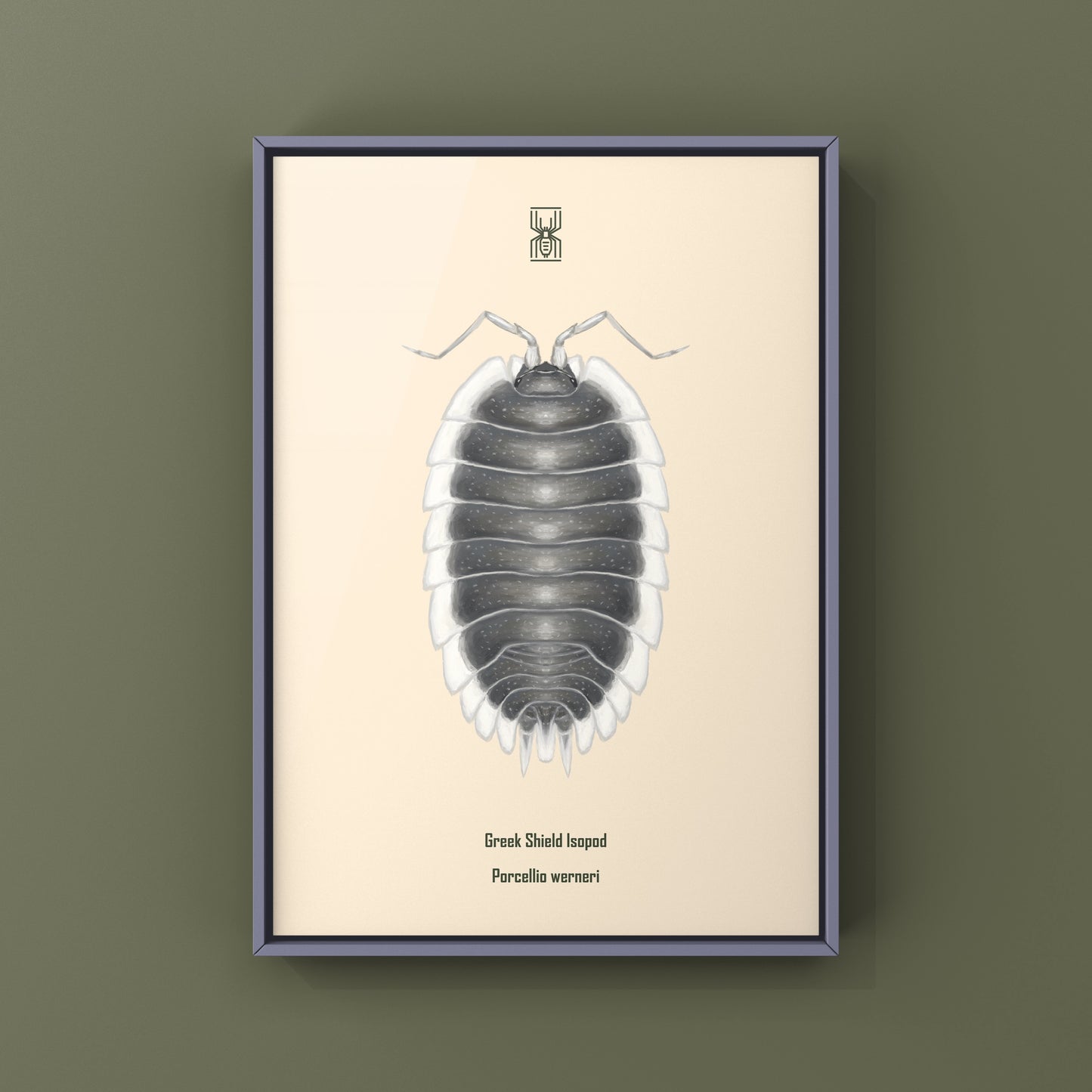 Greek Shield Isopod, Porcellio Werneri, Photographic Art Print