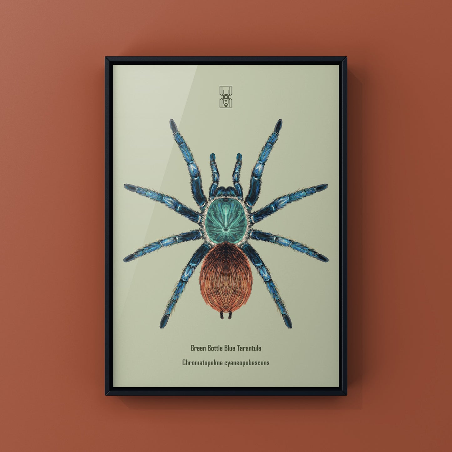 Green Bottle Blue Tarantula, Chromatopelma Cyaneopubescens, Photographic Art Print from The Silk Ranch