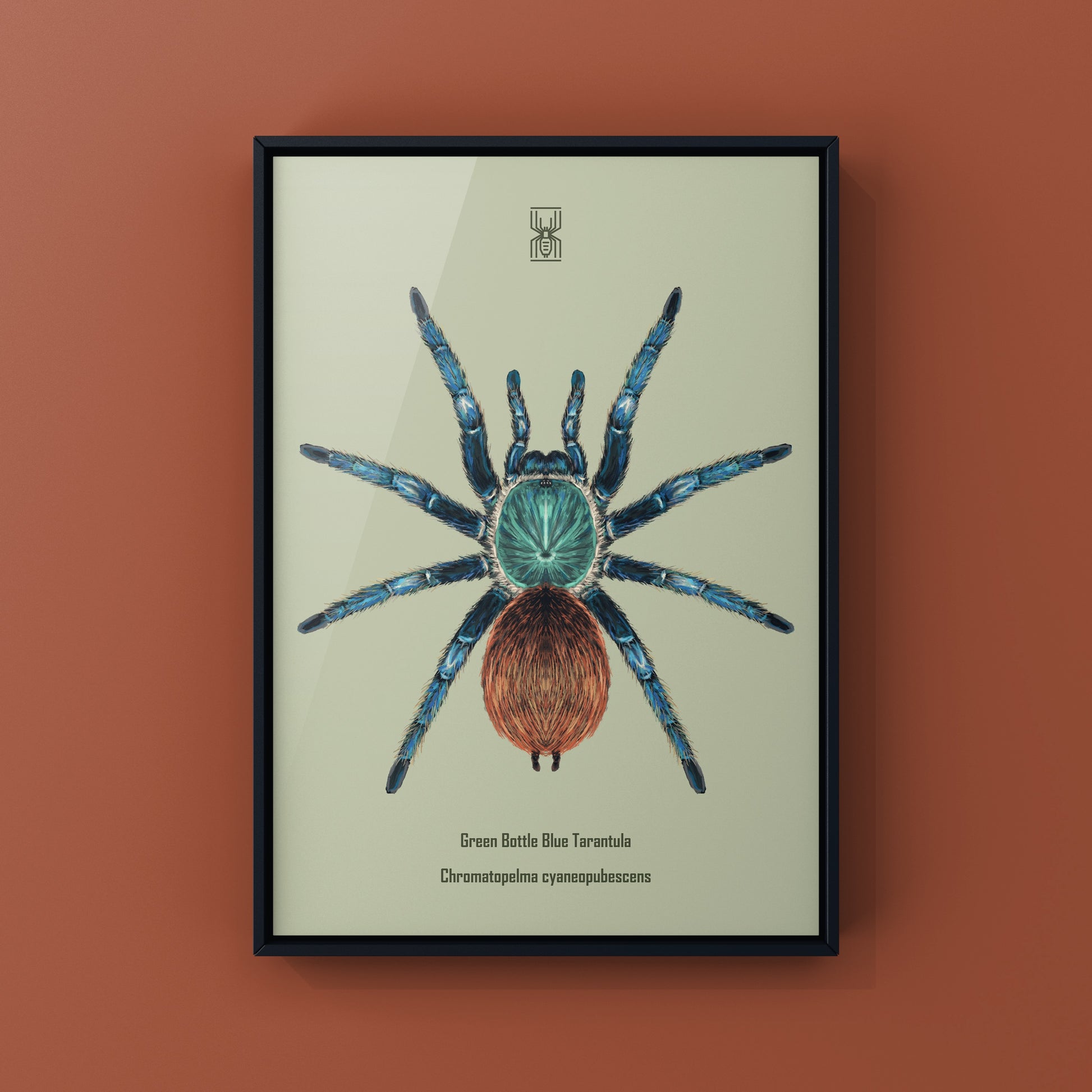 Green Bottle Blue Tarantula, Chromatopelma Cyaneopubescens, Photographic Art Print from The Silk Ranch