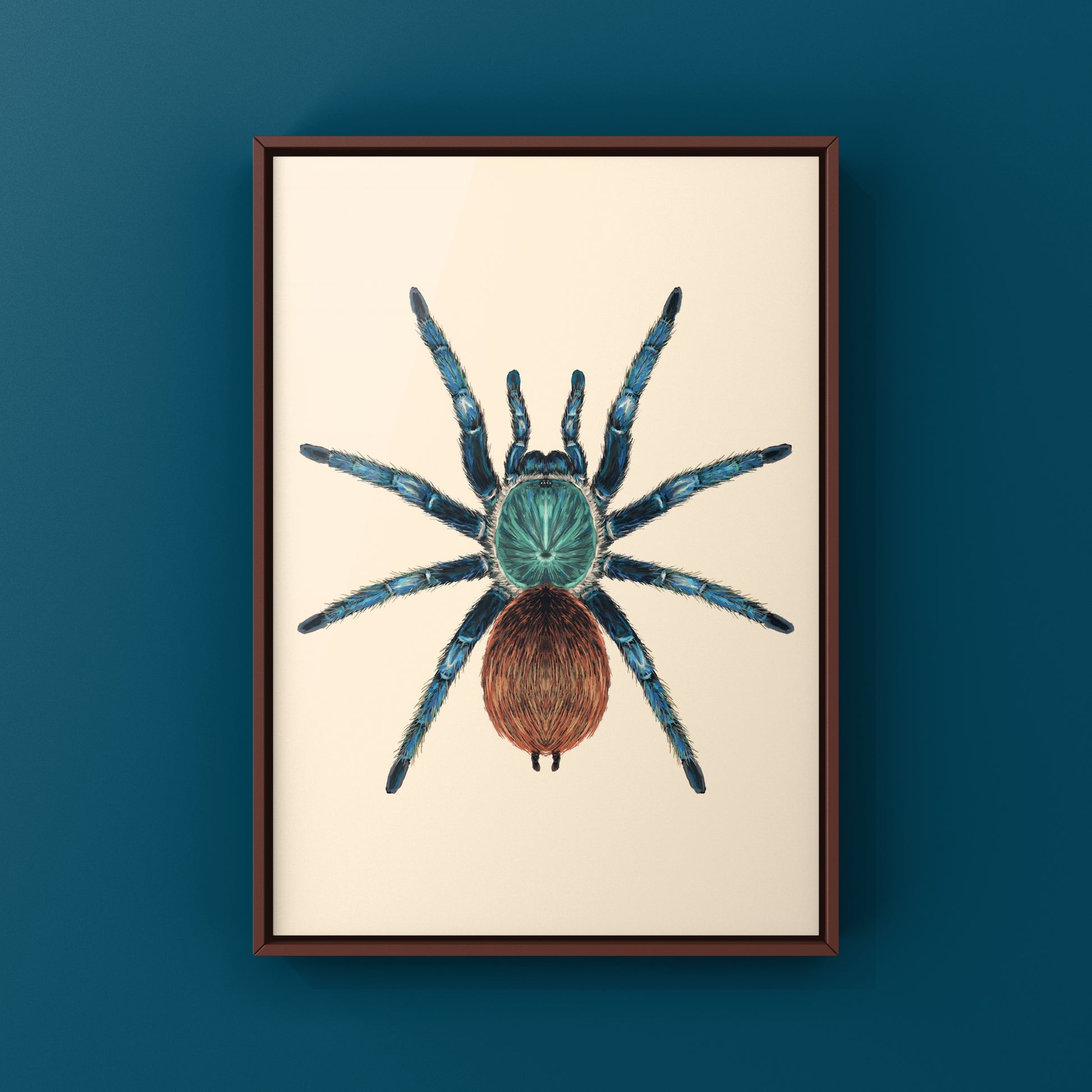 Green Bottle Blue Tarantula, Chromatopelma Cyaneopubescens, Photographic Art Print from The Silk Ranch