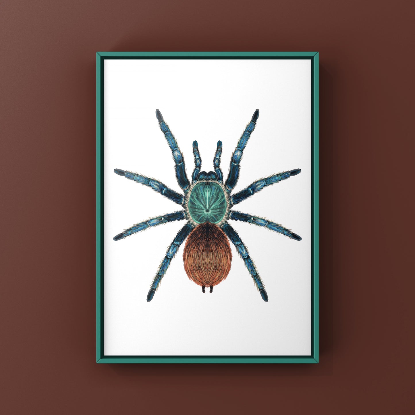 Green Bottle Blue Tarantula, Chromatopelma Cyaneopubescens, Photographic Art Print from The Silk Ranch
