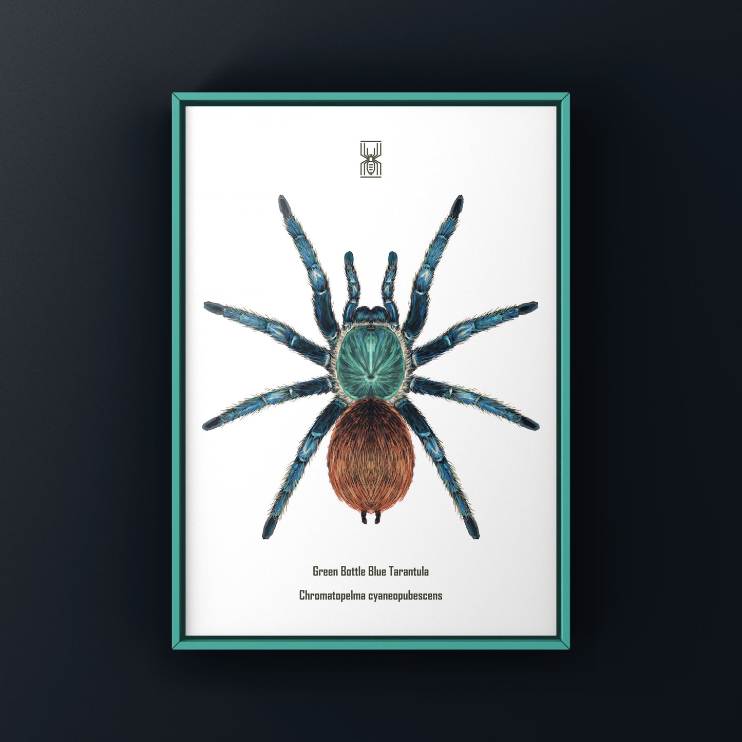 Green Bottle Blue Tarantula, Chromatopelma Cyaneopubescens, Photographic Art Print from The Silk Ranch
