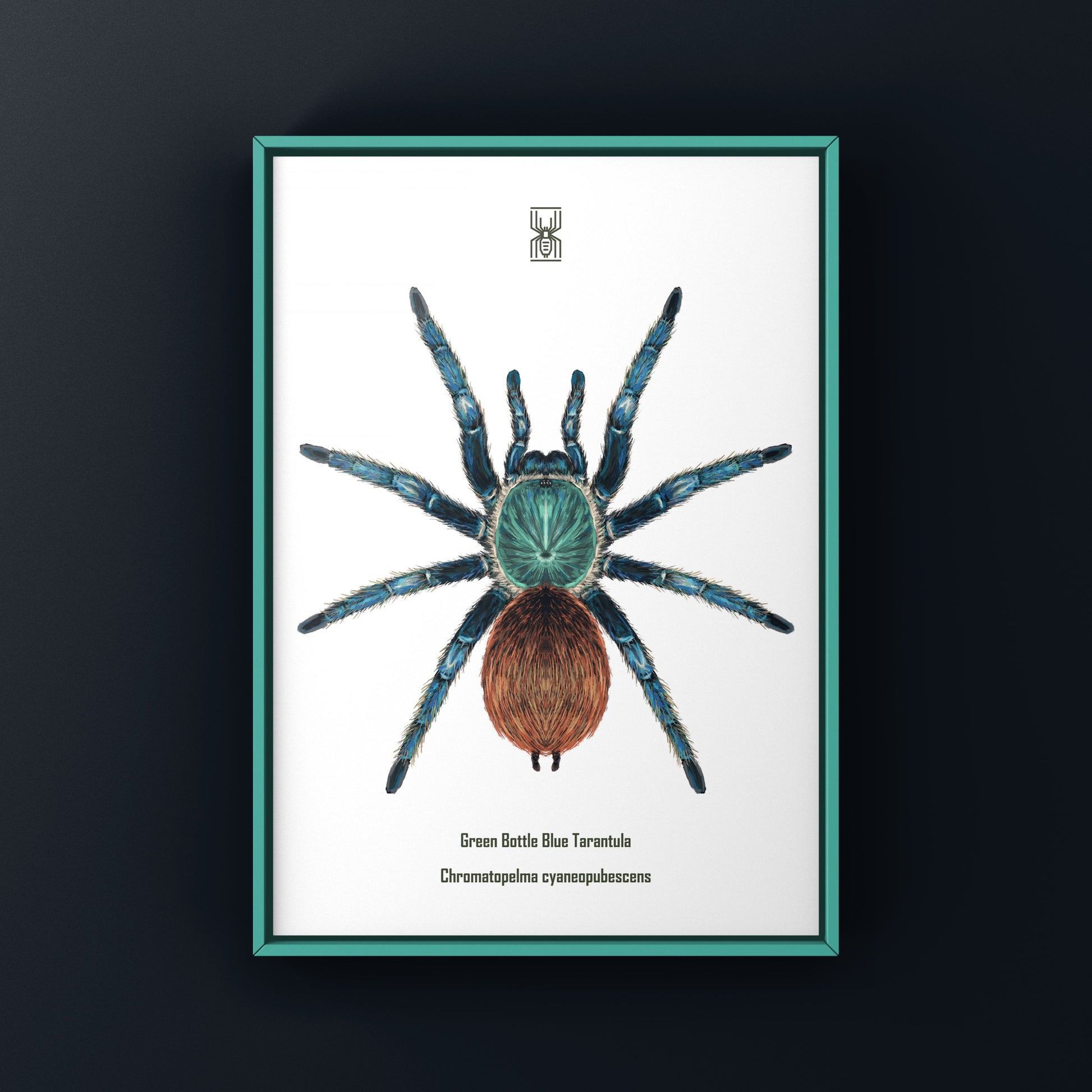 Green Bottle Blue Tarantula, Chromatopelma Cyaneopubescens, Photographic Art Print from The Silk Ranch