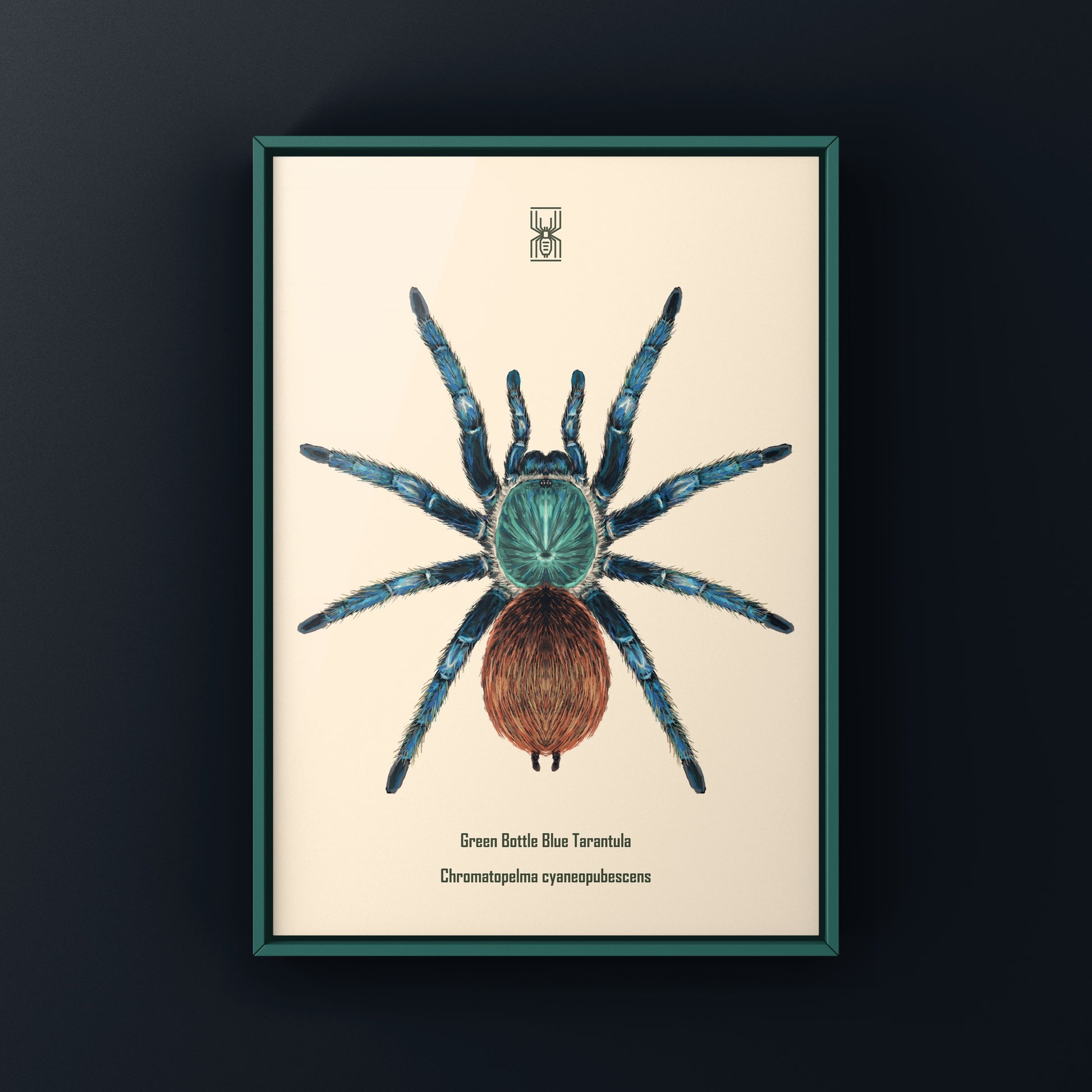Green Bottle Blue Tarantula, Chromatopelma Cyaneopubescens, Photographic Art Print from The Silk Ranch
