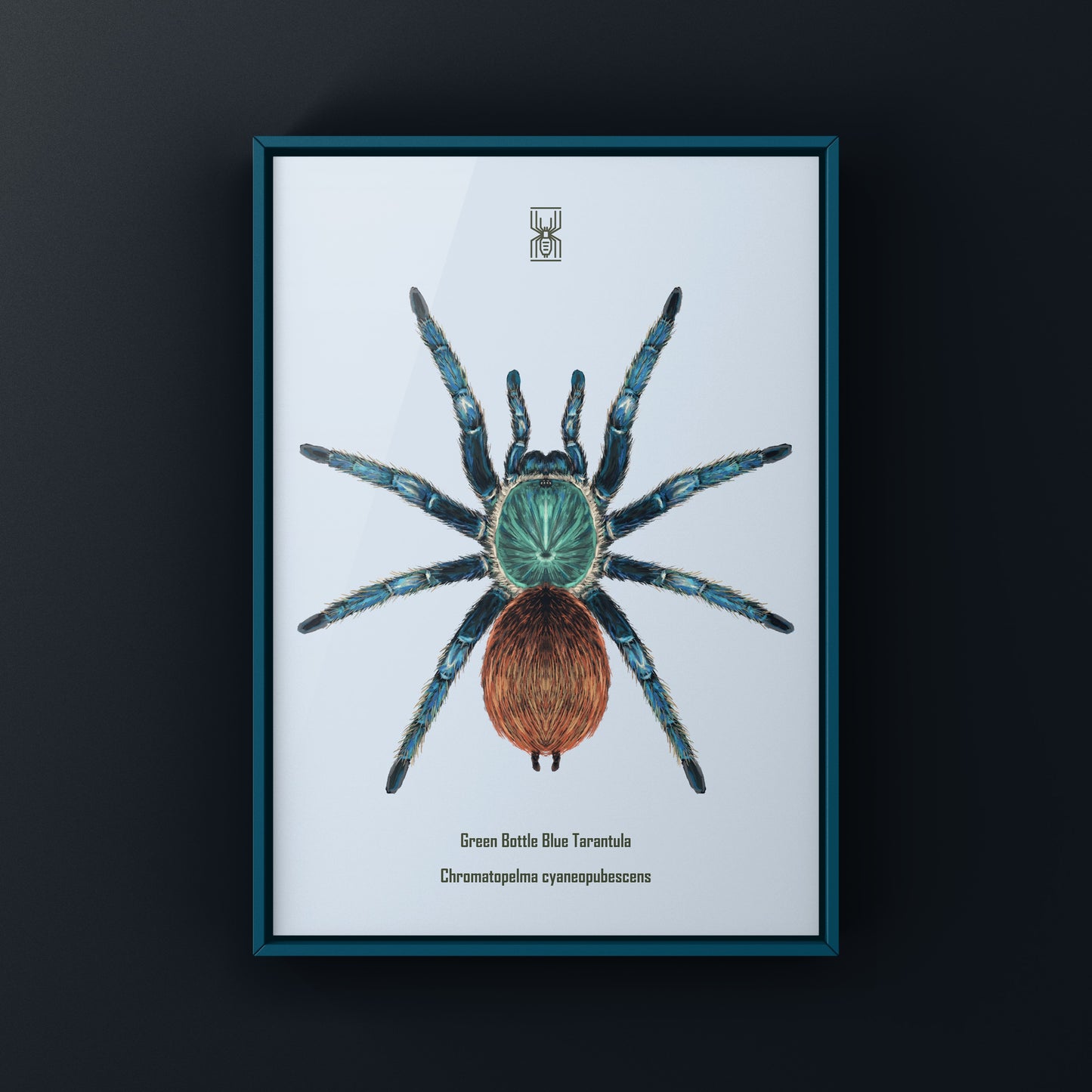 Green Bottle Blue Tarantula, Chromatopelma Cyaneopubescens, Photographic Art Print from The Silk Ranch
