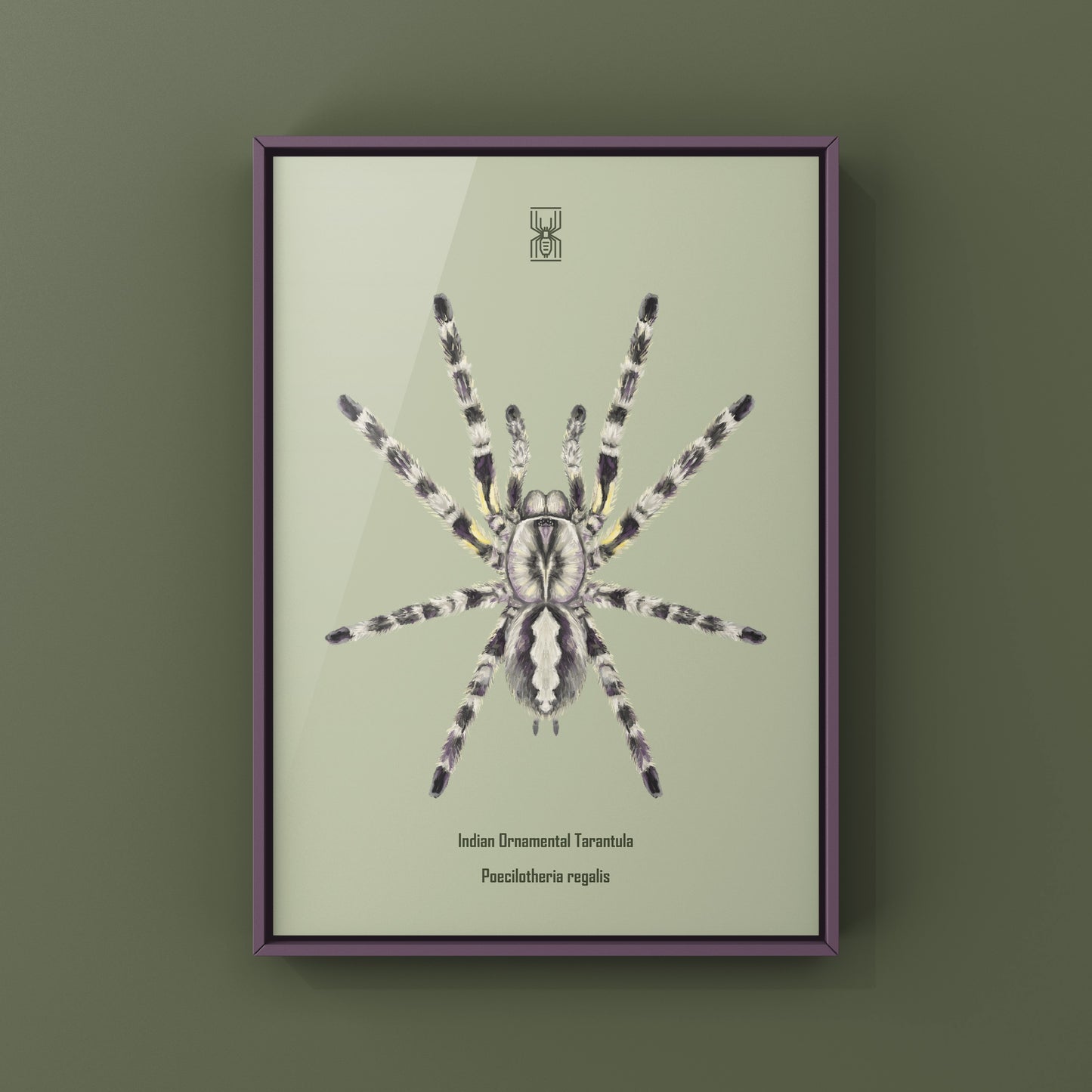 Indian Ornamental Tarantula, Poecilotheria Regalis, Photographic Art Print