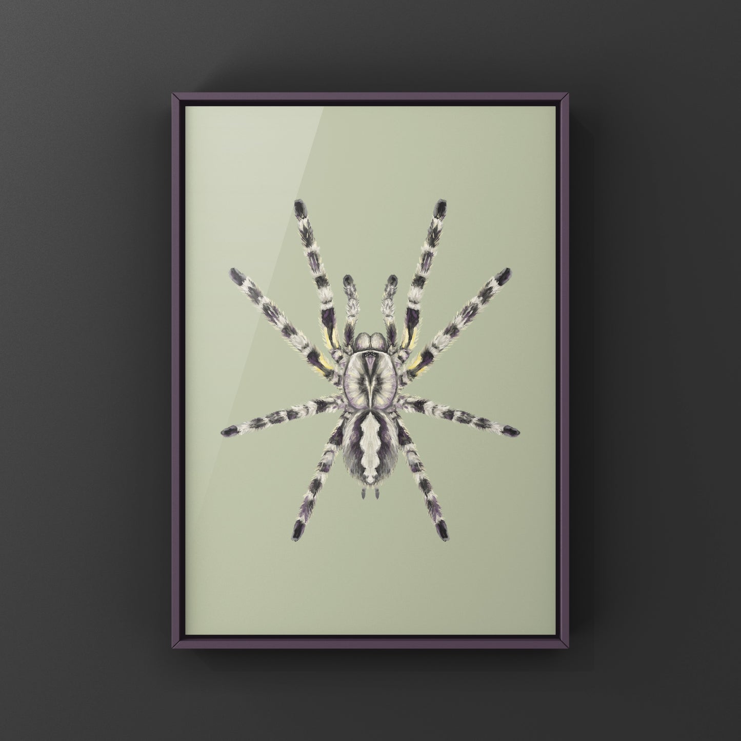 Indian Ornamental Tarantula, Poecilotheria Regalis, Photographic Art Print