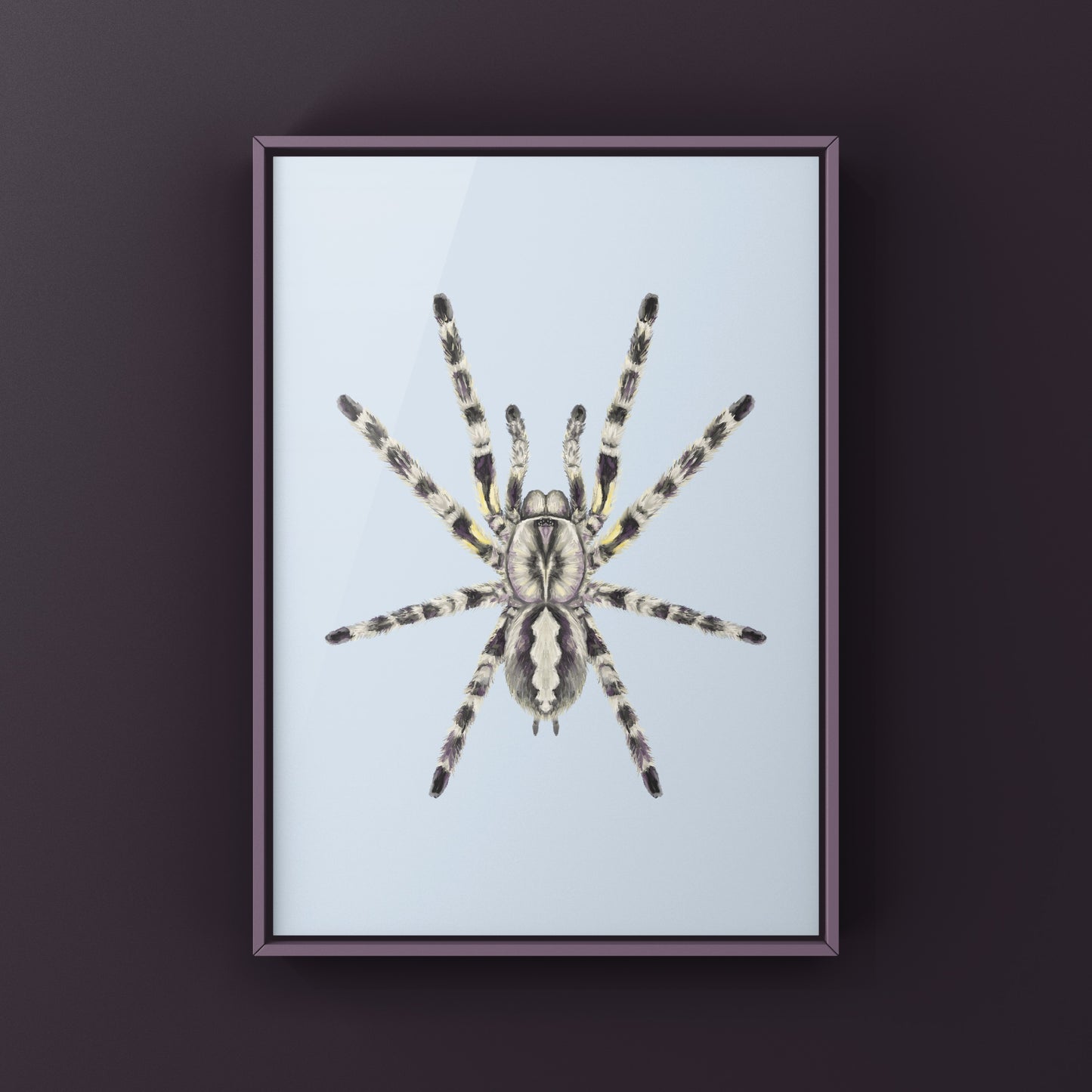 Indian Ornamental Tarantula, Poecilotheria Regalis, Photographic Art Print