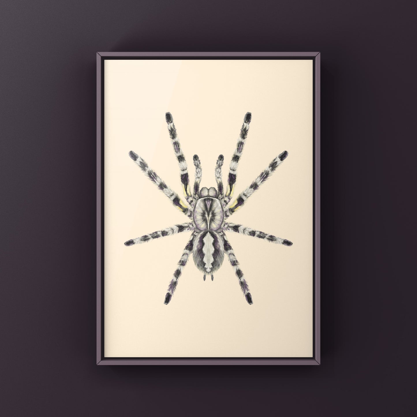 Indian Ornamental Tarantula, Poecilotheria Regalis, Photographic Art Print