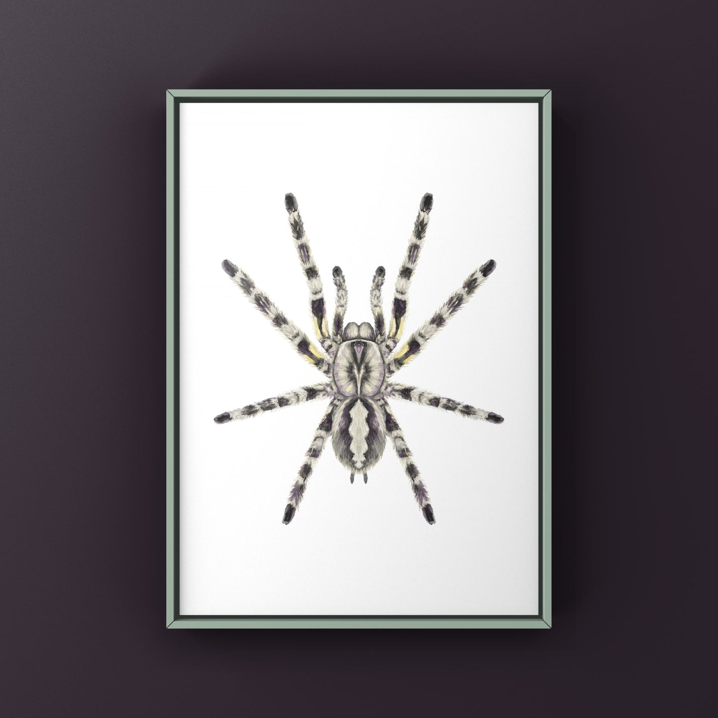 Indian Ornamental Tarantula, Poecilotheria Regalis, Photographic Art Print