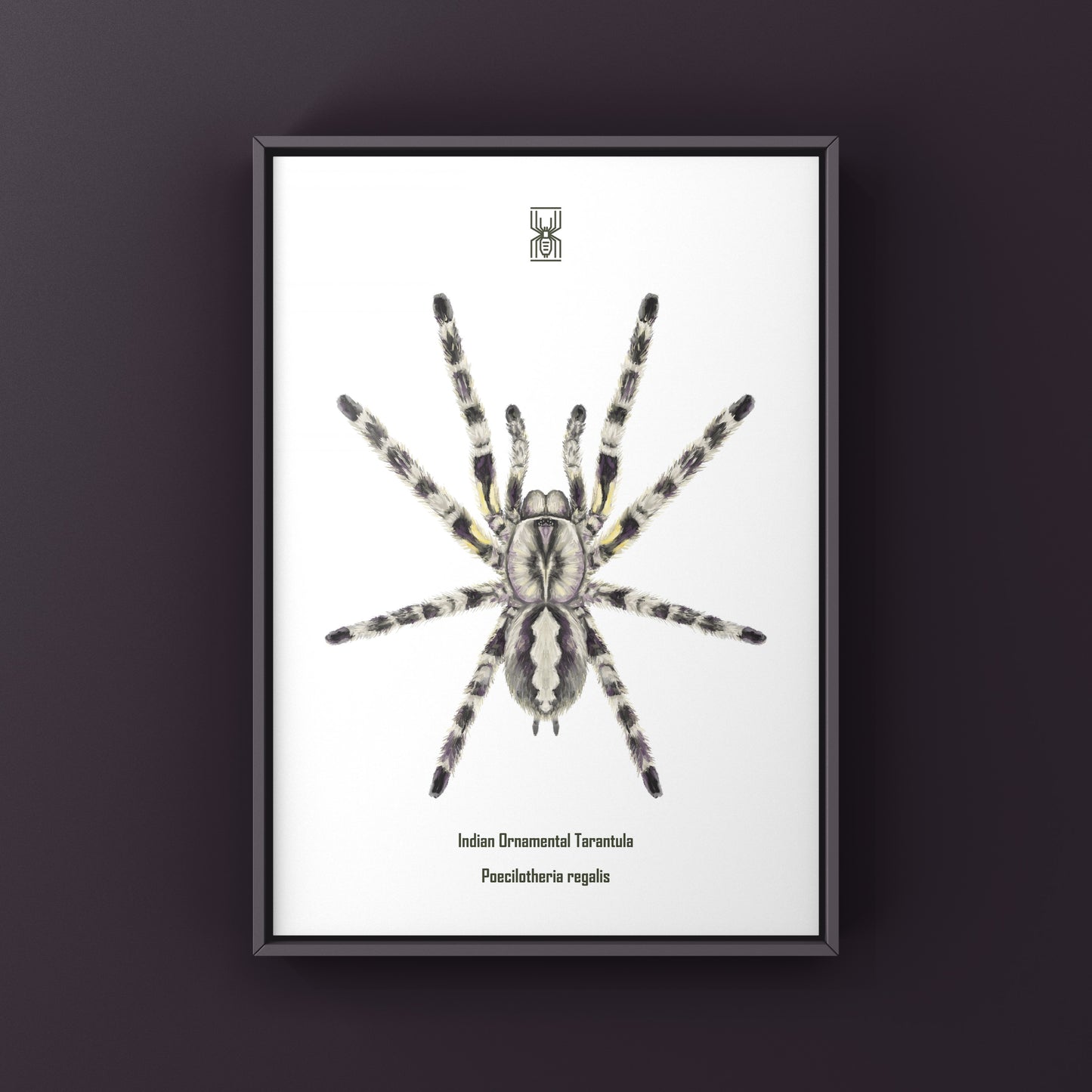 Indian Ornamental Tarantula, Poecilotheria Regalis, Photographic Art Print