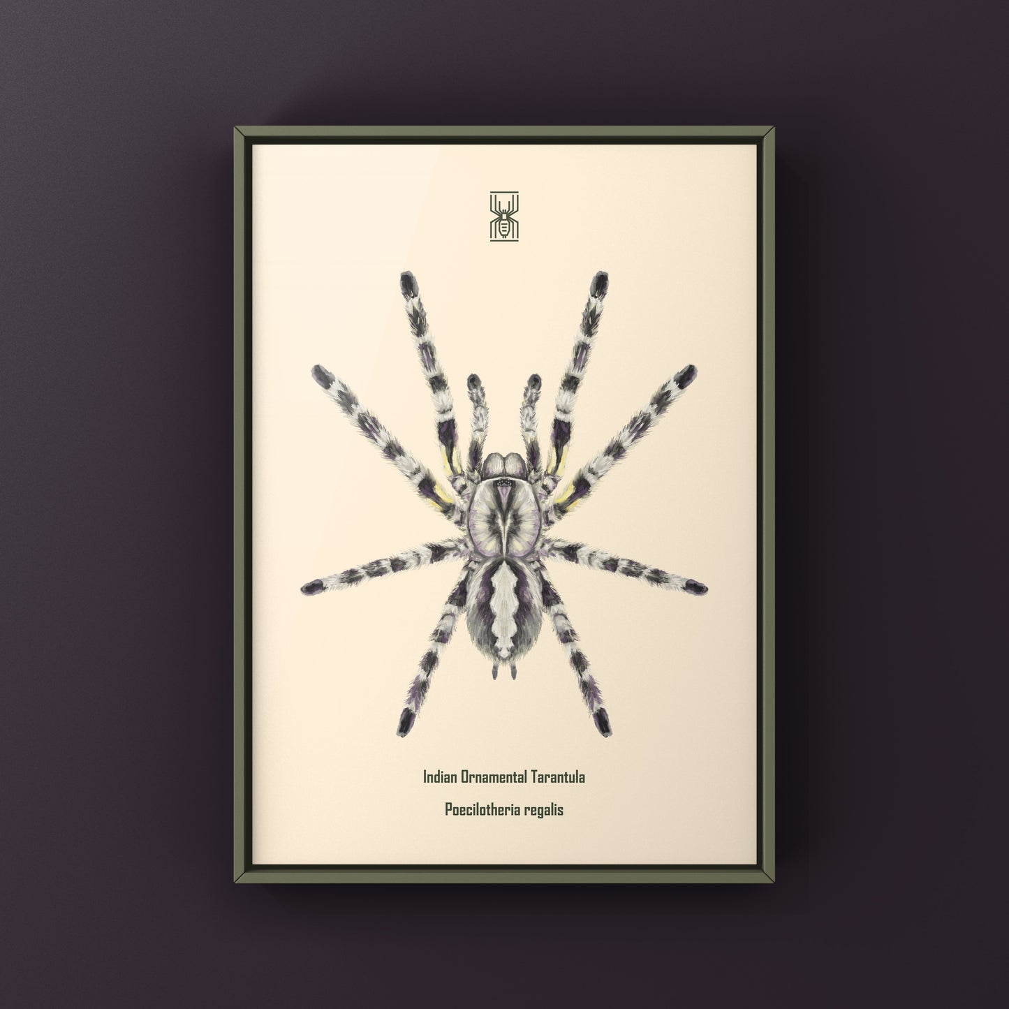 Indian Ornamental Tarantula, Poecilotheria Regalis, Photographic Art Print