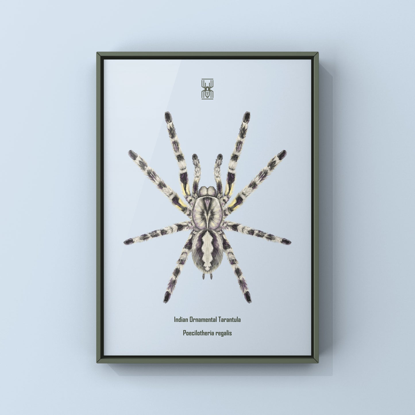 Indian Ornamental Tarantula, Poecilotheria Regalis, Photographic Art Print