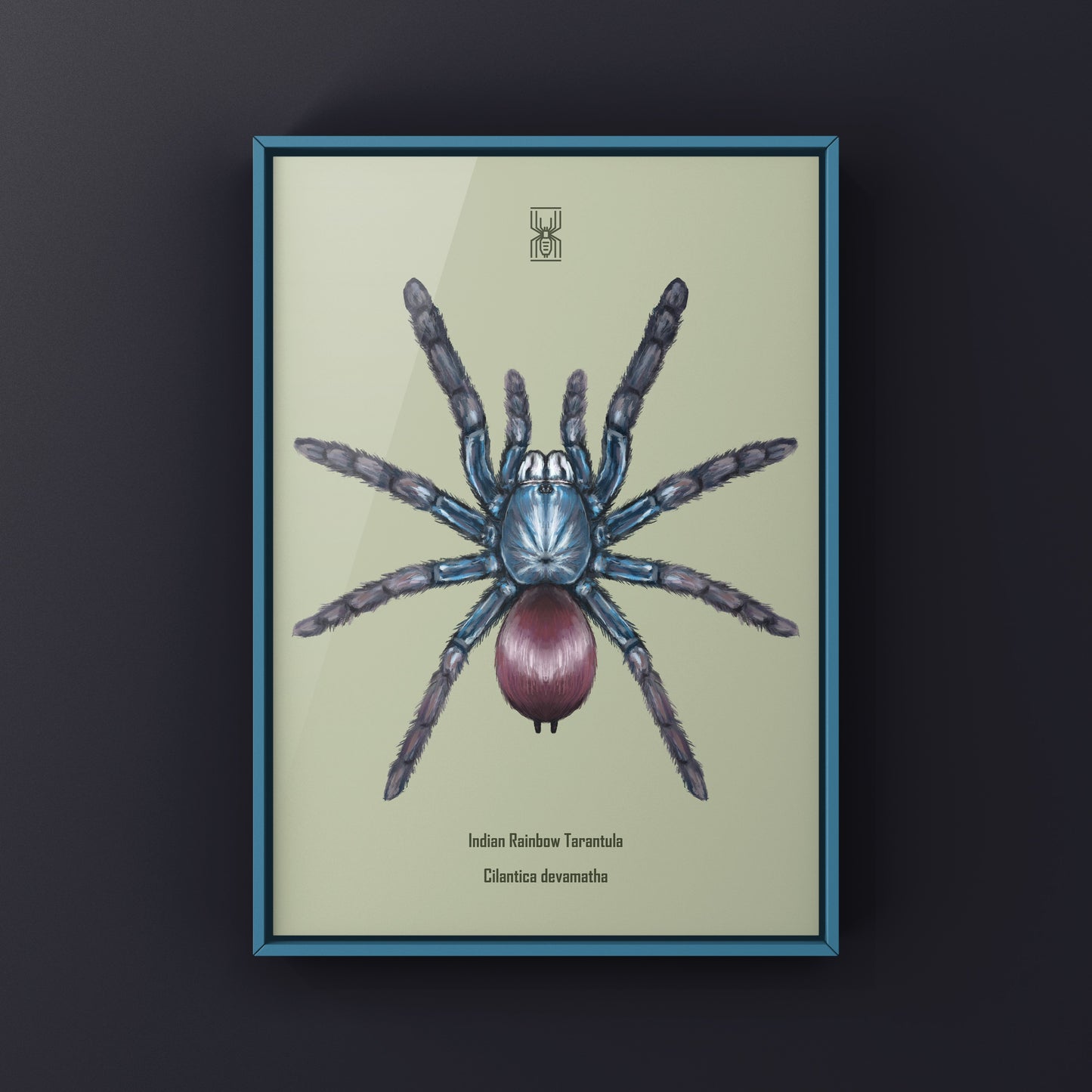 Indian Rainbow LSD Tarantula, Cilantica Devamatha, Photographic Art Print
