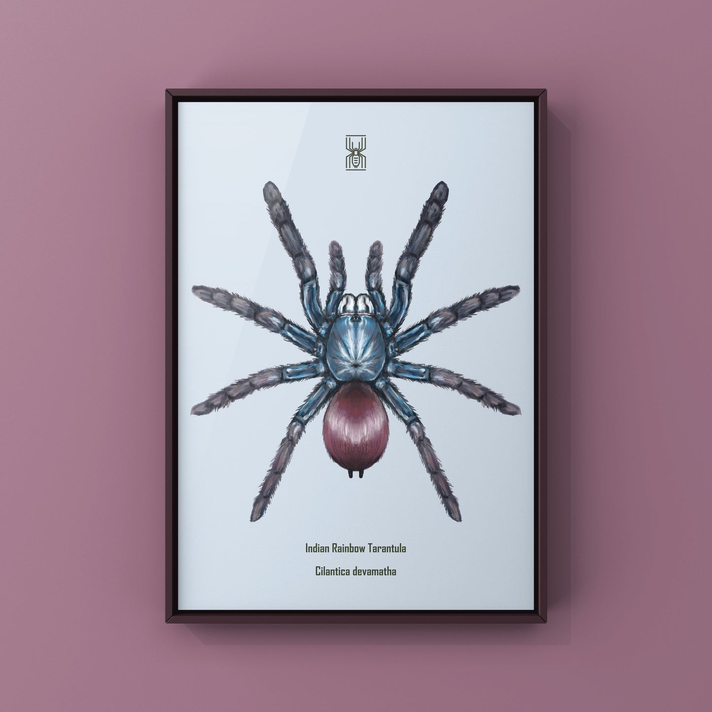 Indian Rainbow LSD Tarantula, Cilantica Devamatha, Photographic Art Print