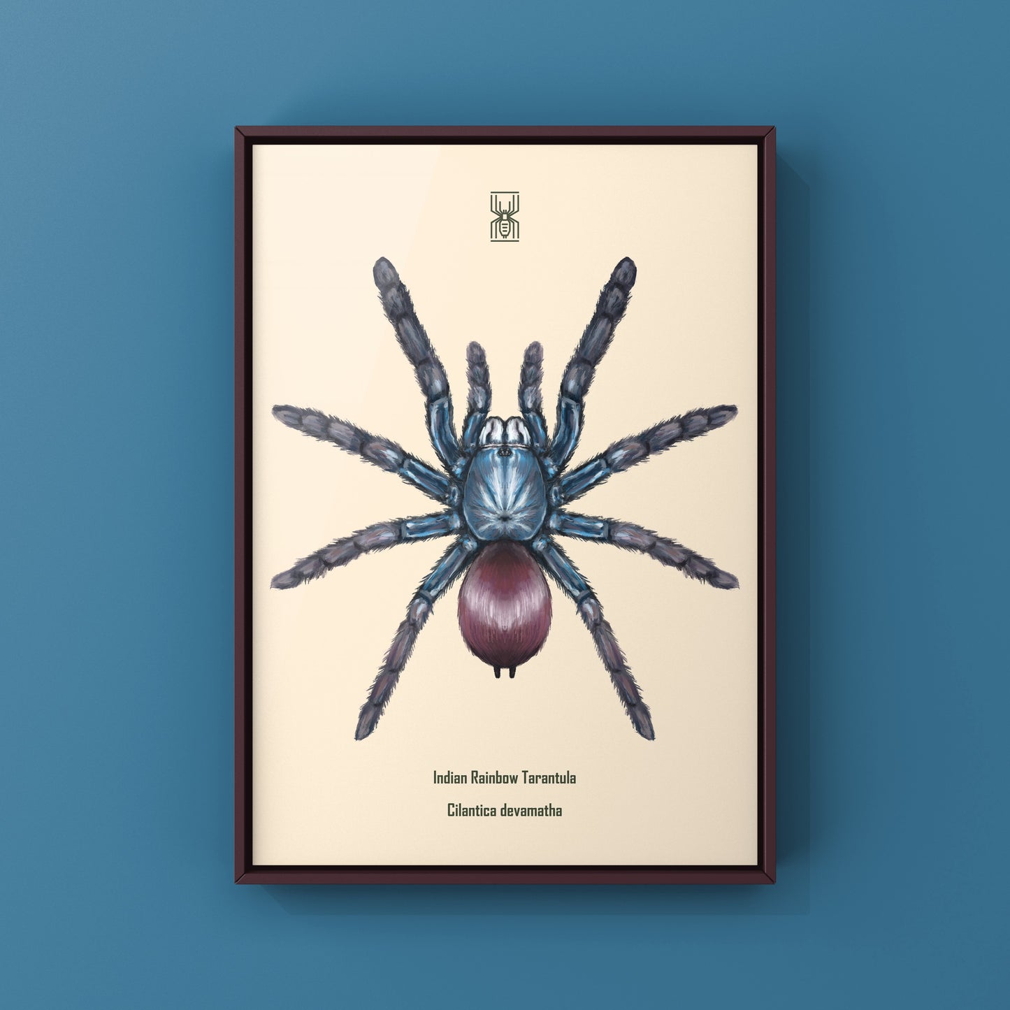 Indian Rainbow LSD Tarantula, Cilantica Devamatha, Photographic Art Print