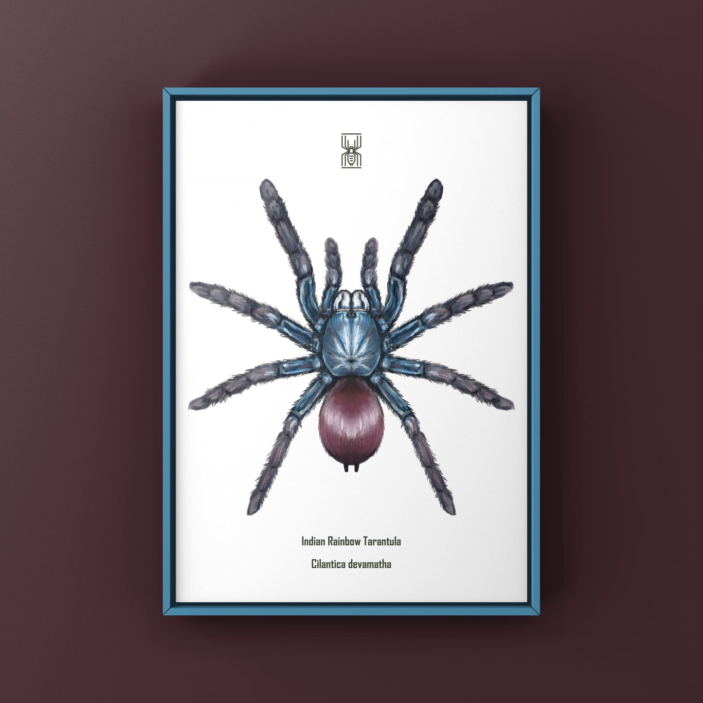 Indian Rainbow LSD Tarantula, Cilantica Devamatha, Photographic Art Print