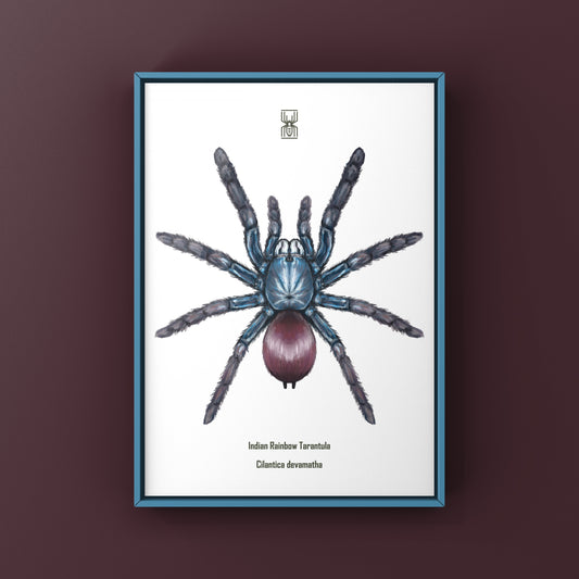 Indian Rainbow LSD Tarantula, Cilantica Devamatha, Photographic Art Print