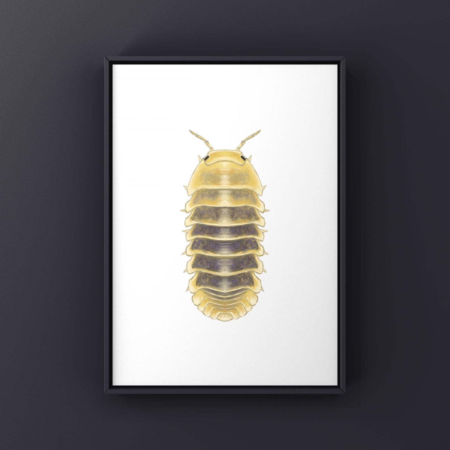Jupiter Isopod, Cubaris sp. Jupiter, Photographic Art Print