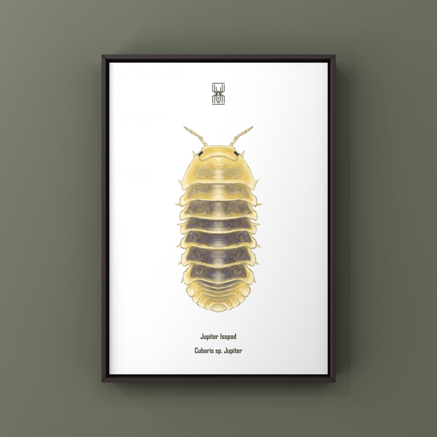 Jupiter Isopod, Cubaris sp. Jupiter, Photographic Art Print